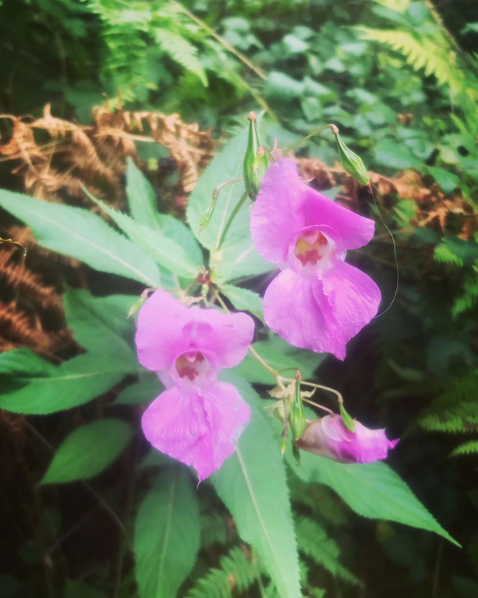 Himalayan Balsam