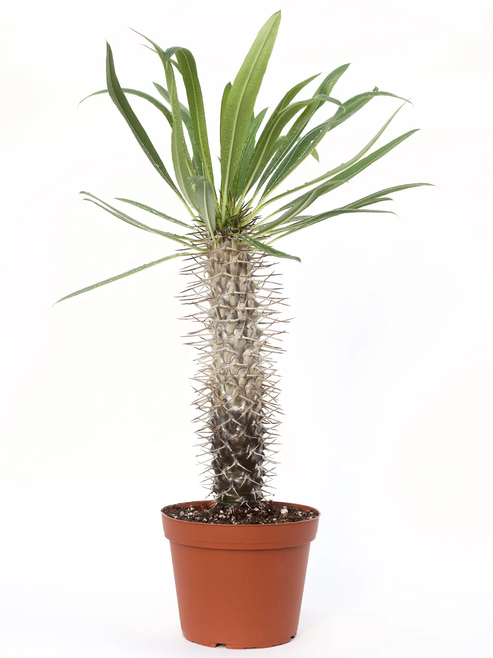 Pachypodium Lamerei 'Madagascar Palm'