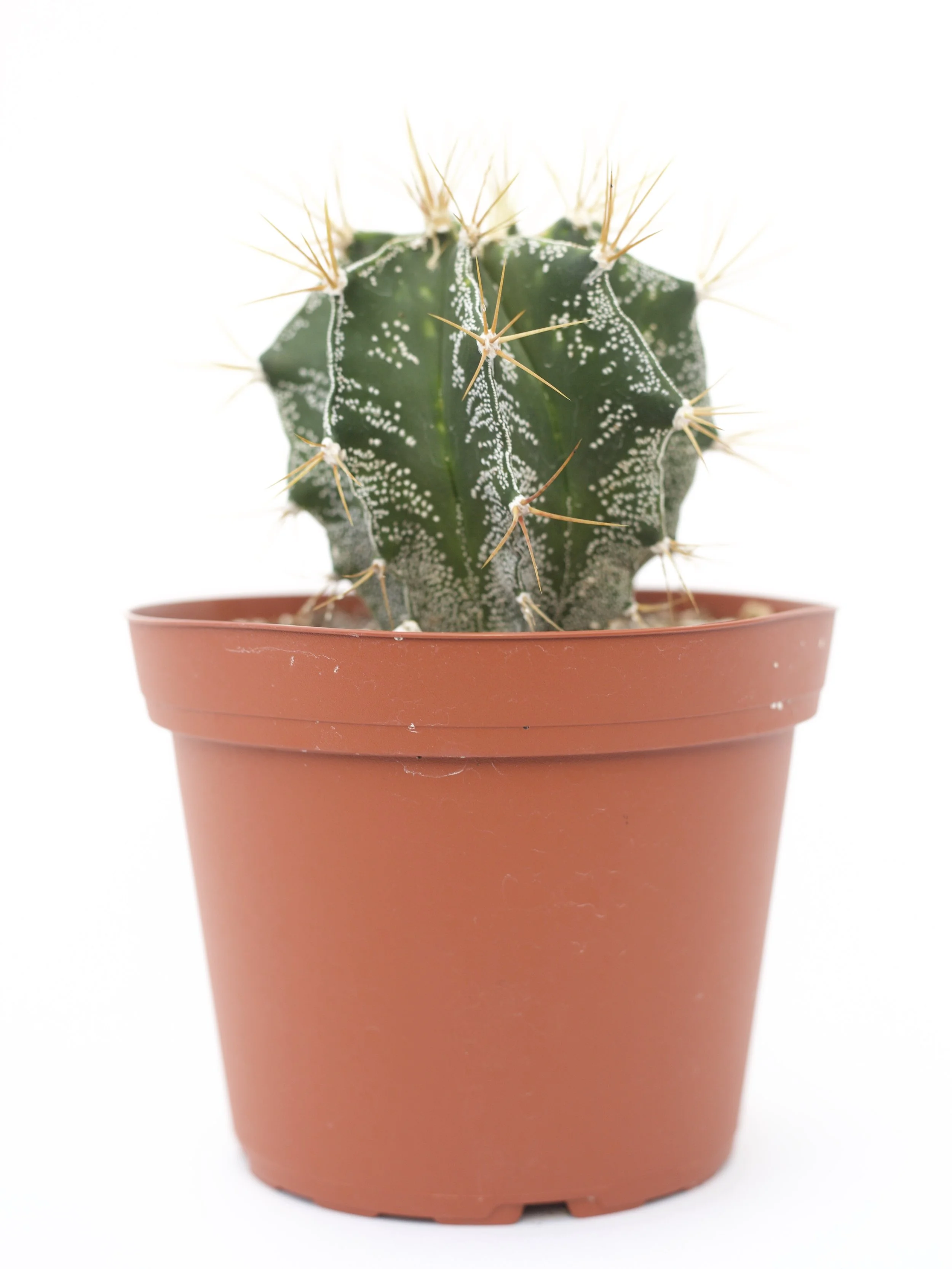 Astrophytum Ornatum 'Star Cactus'