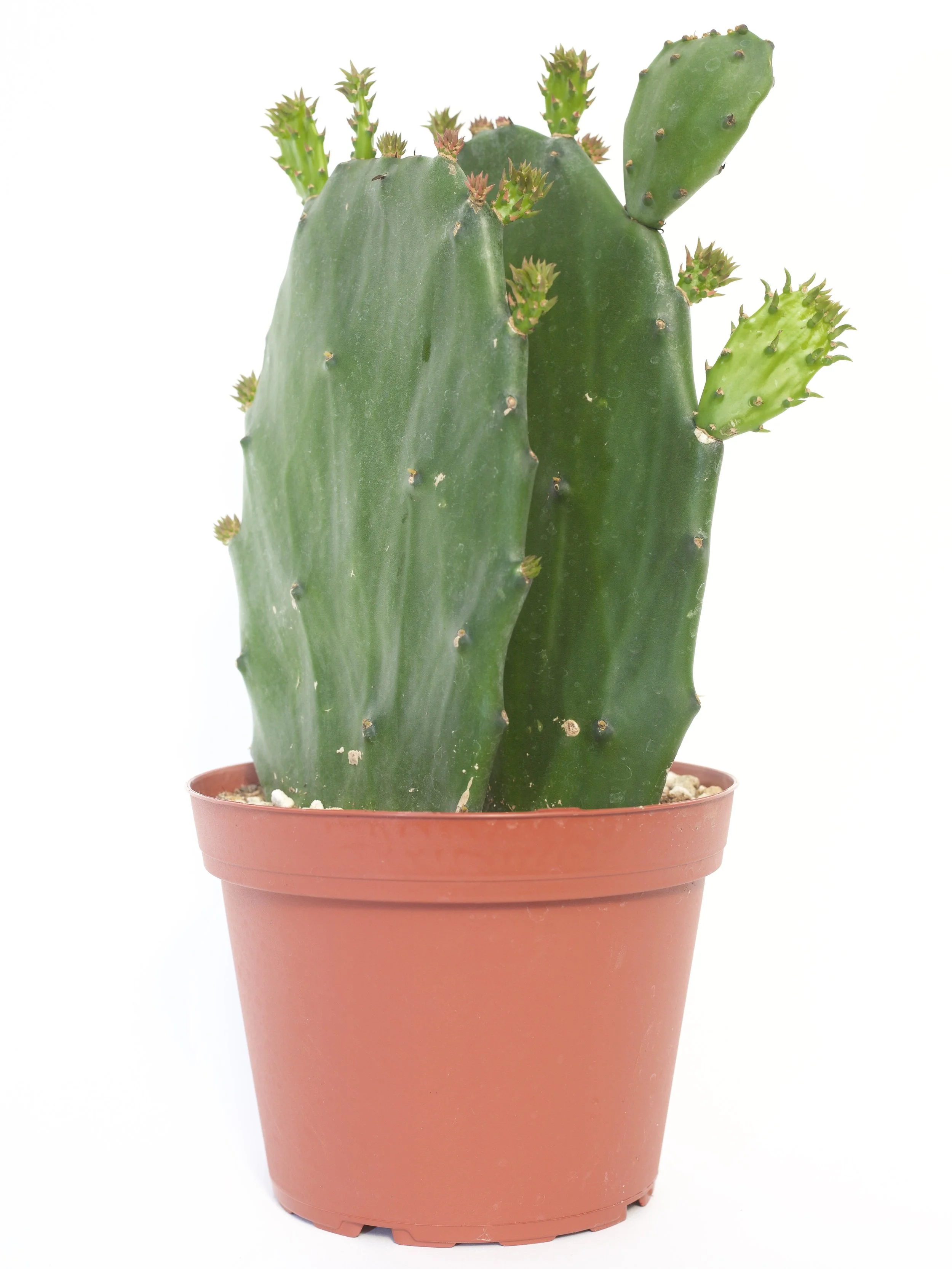 Opuntia Ellisiana 