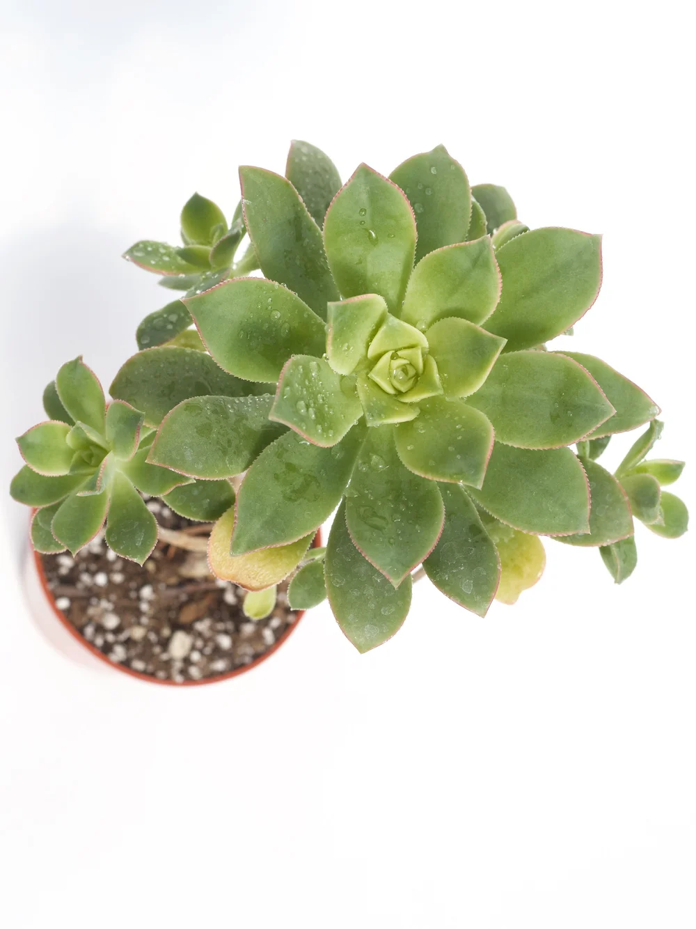 Aeonium 'Kiwi'