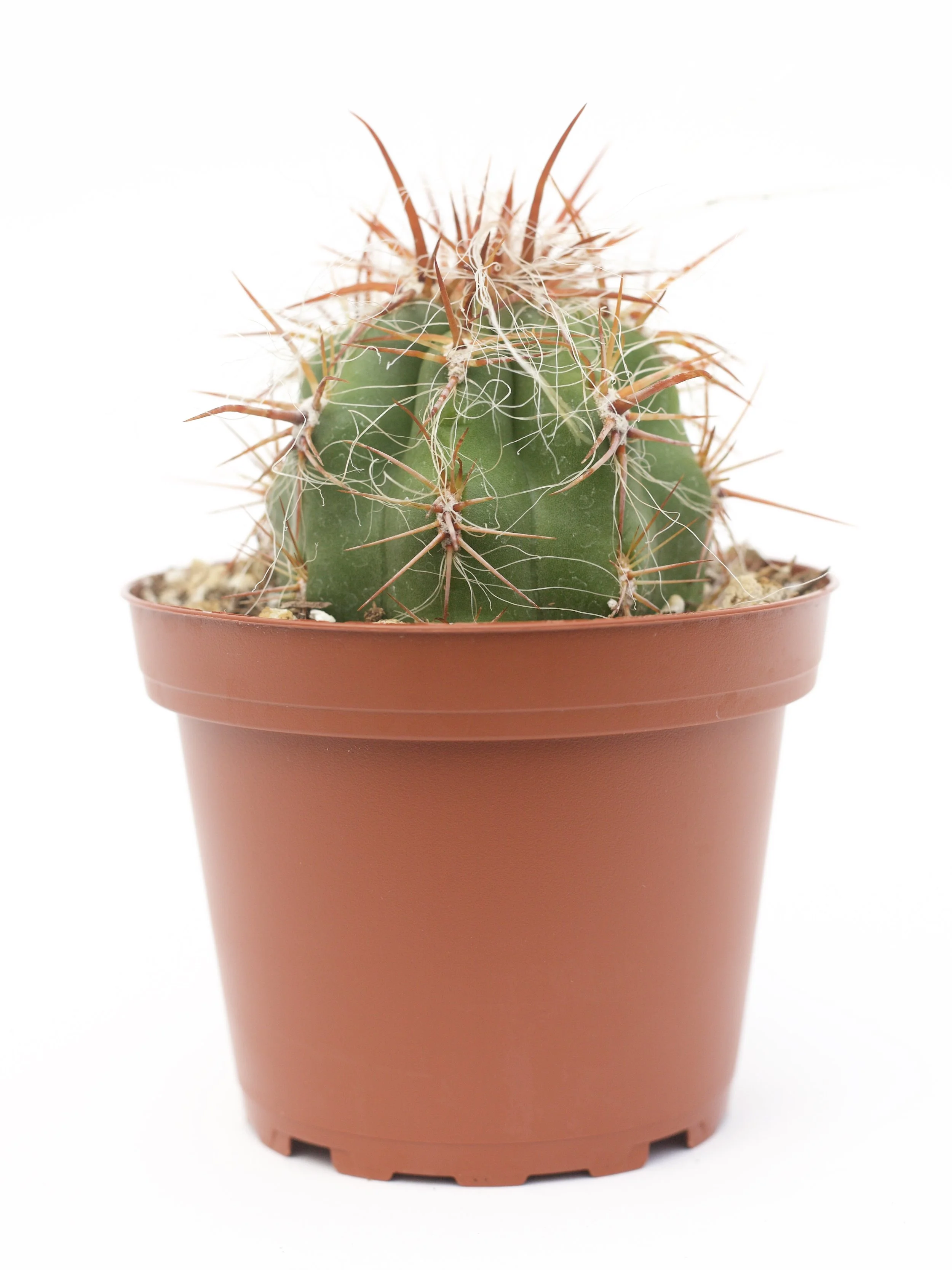 Oreocereus Celsianus 