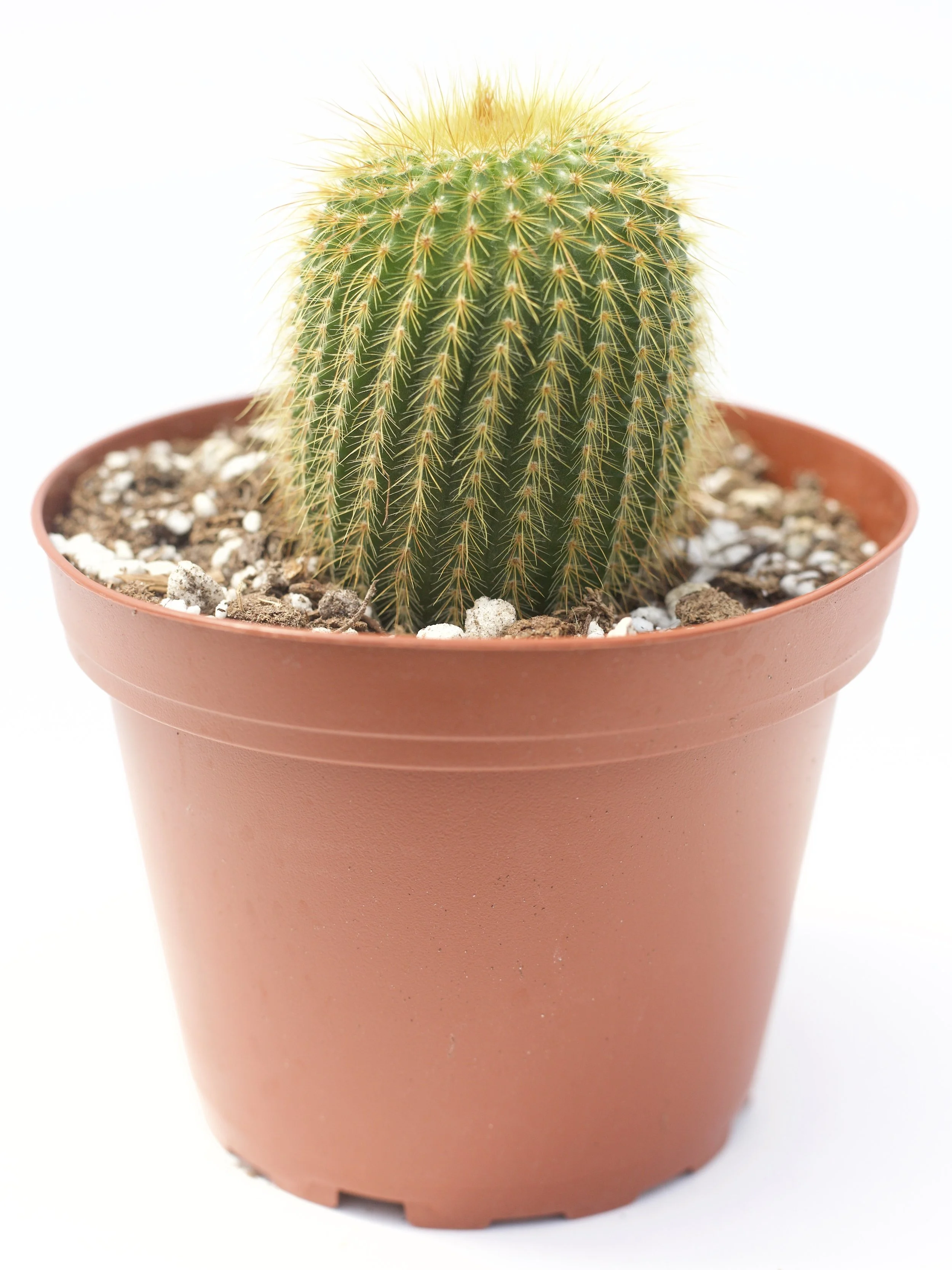 Notocactus Leninghausii