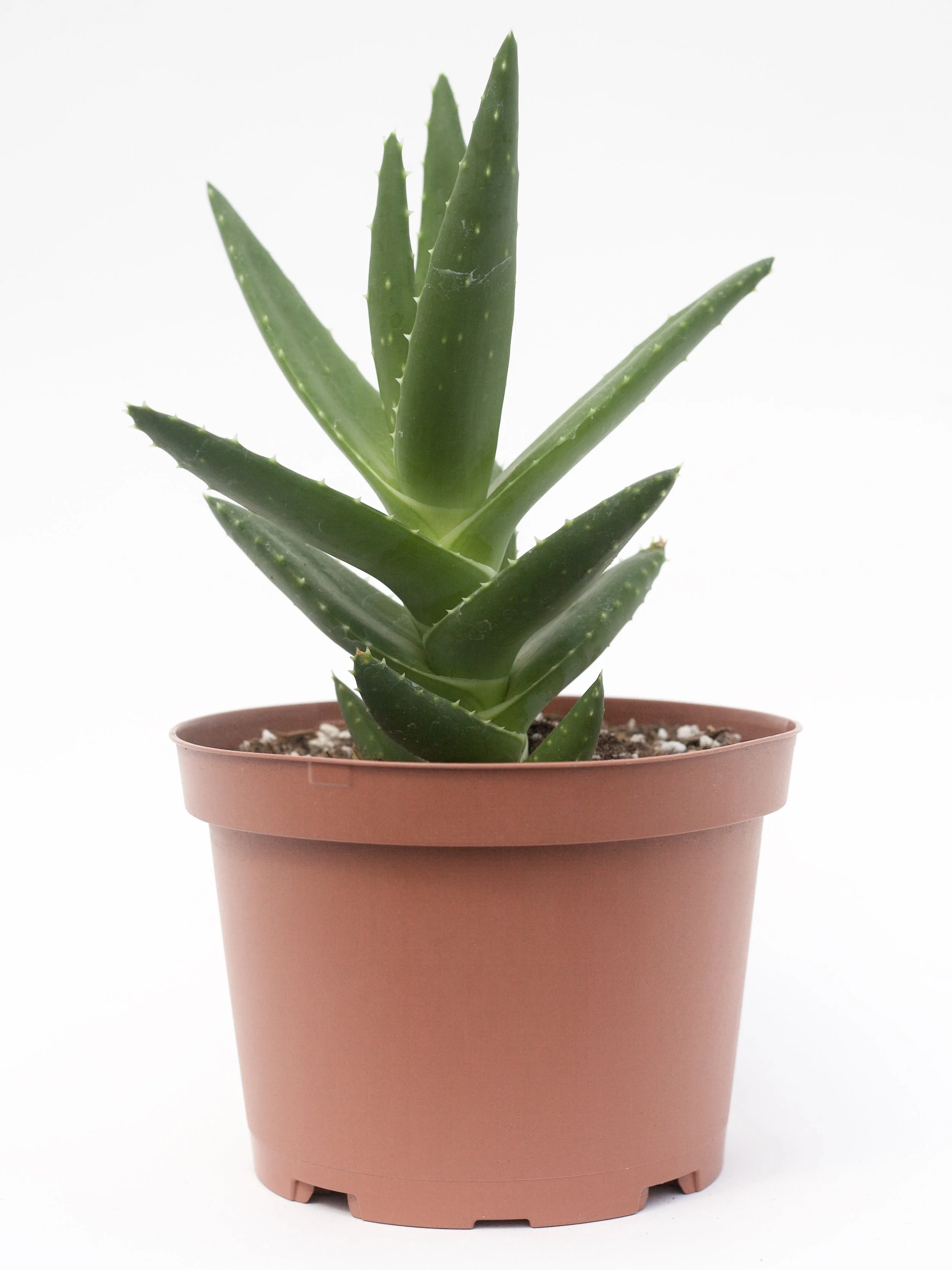 Aloe Nobilis 