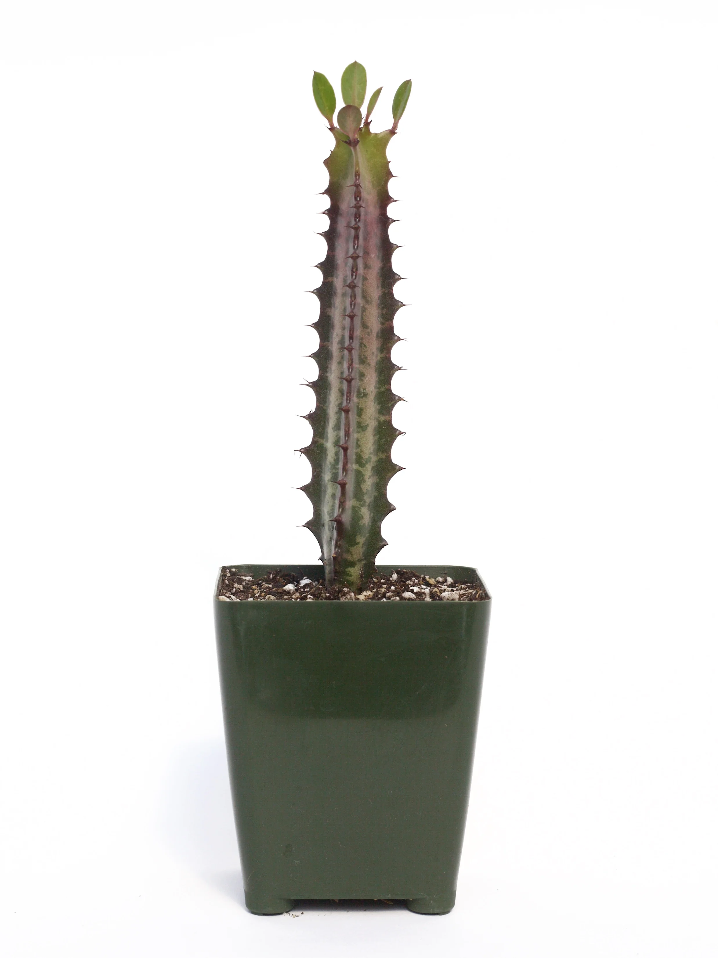 Euphorbia Trigona 'Royal Red'