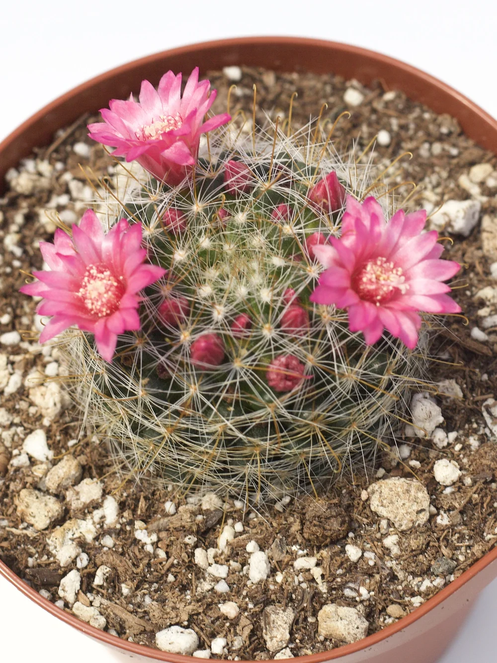 Mammillaria Bocasana