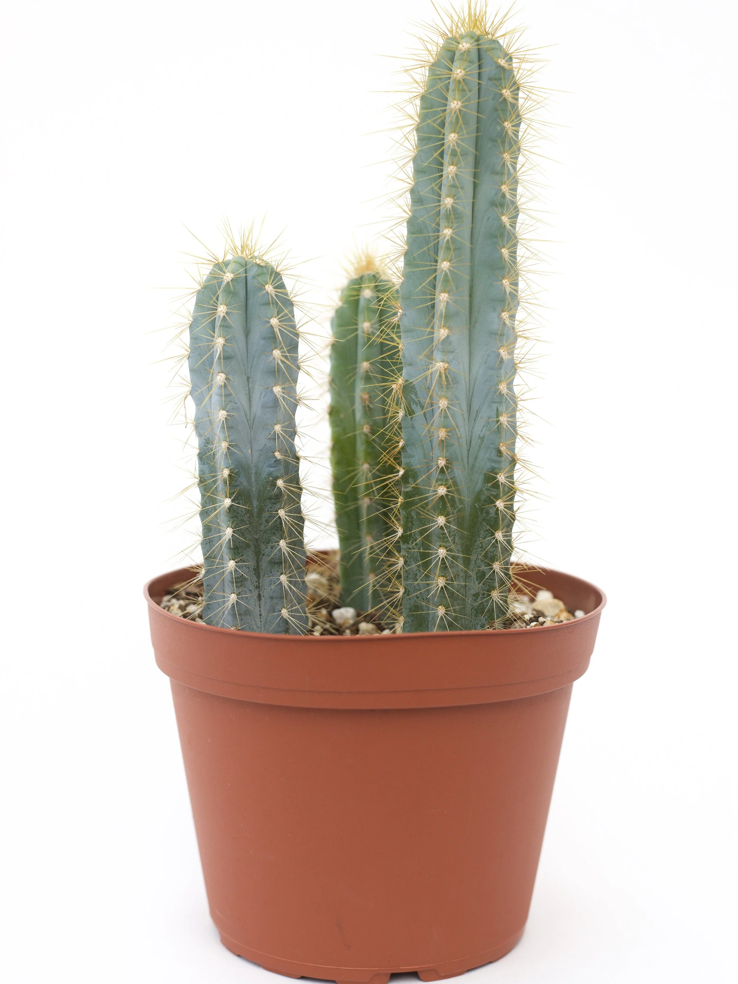 Pilosocereus Azureus