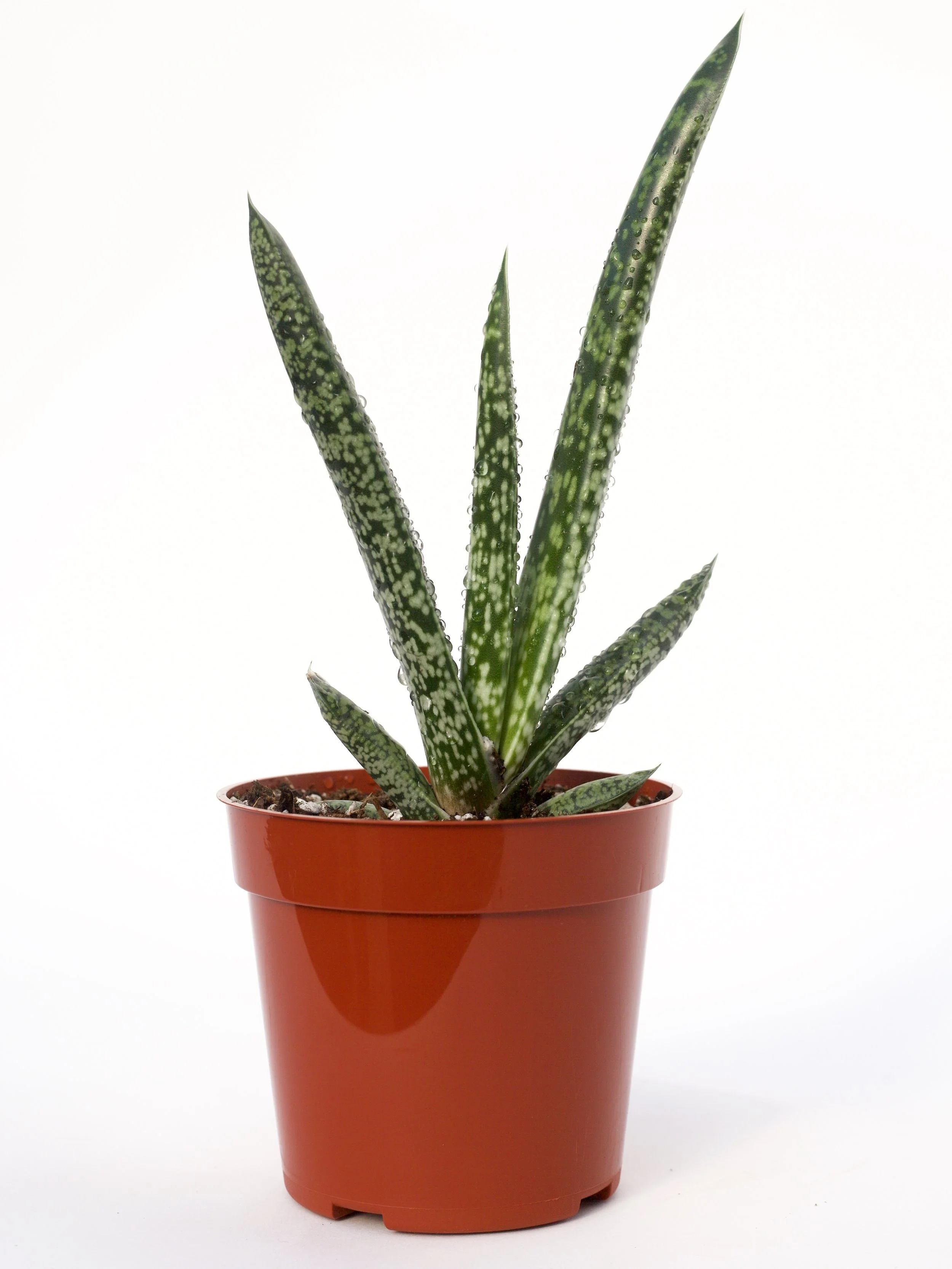 Gasteria Maculata 
