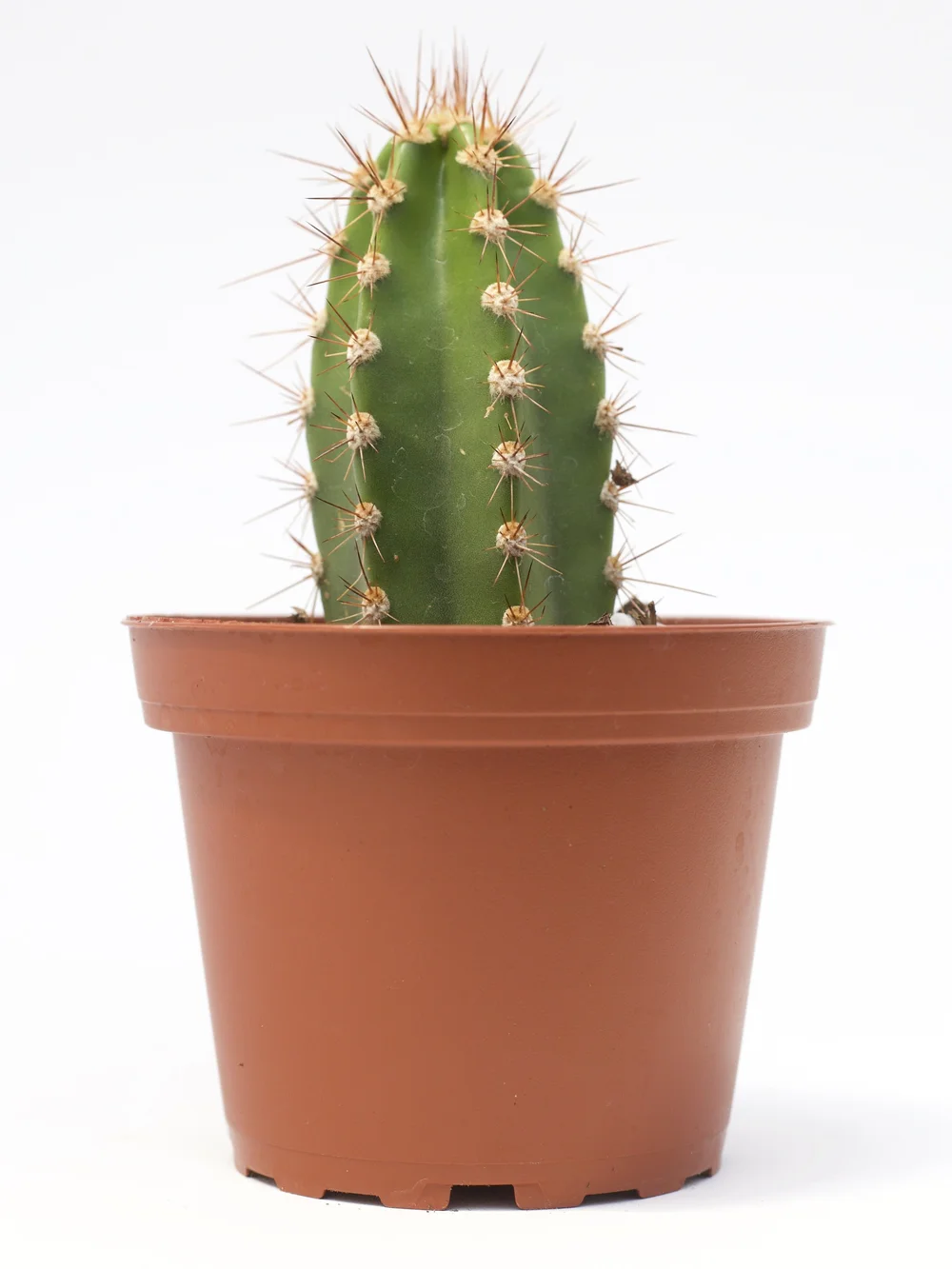 Stetsonia Coryne