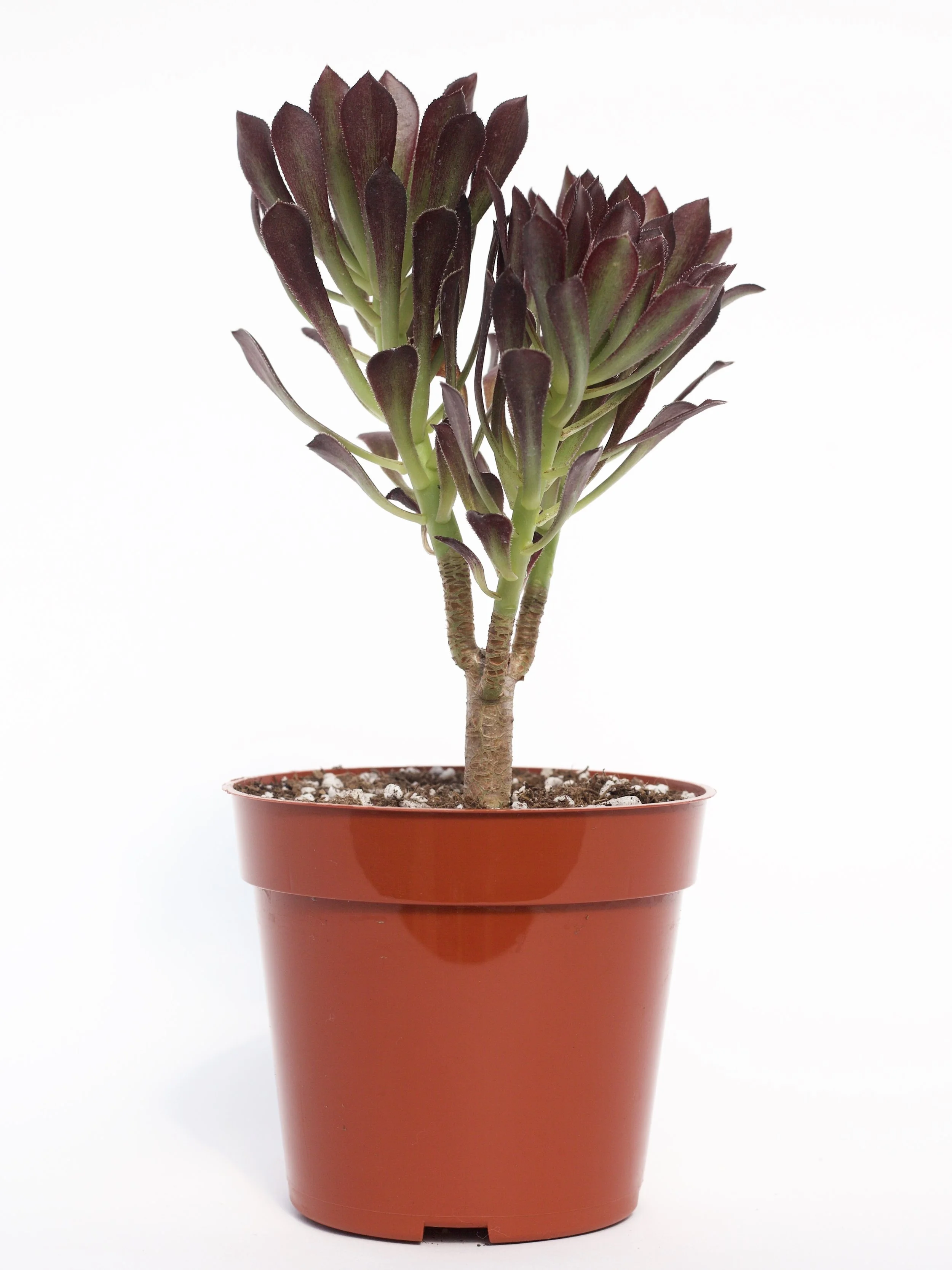 Aeonium Atropurpureum