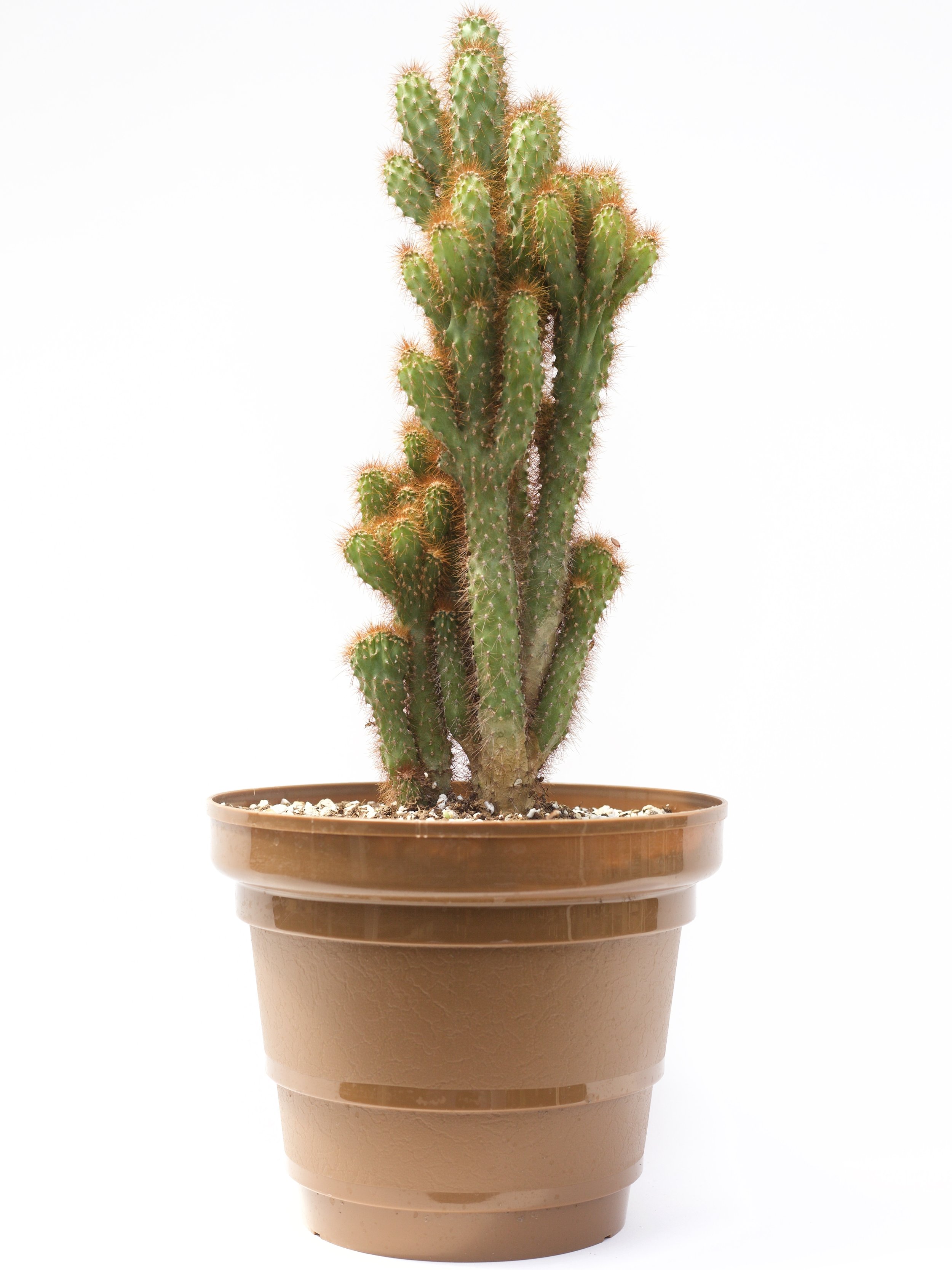 Cereus Peruvianus Monstrose 