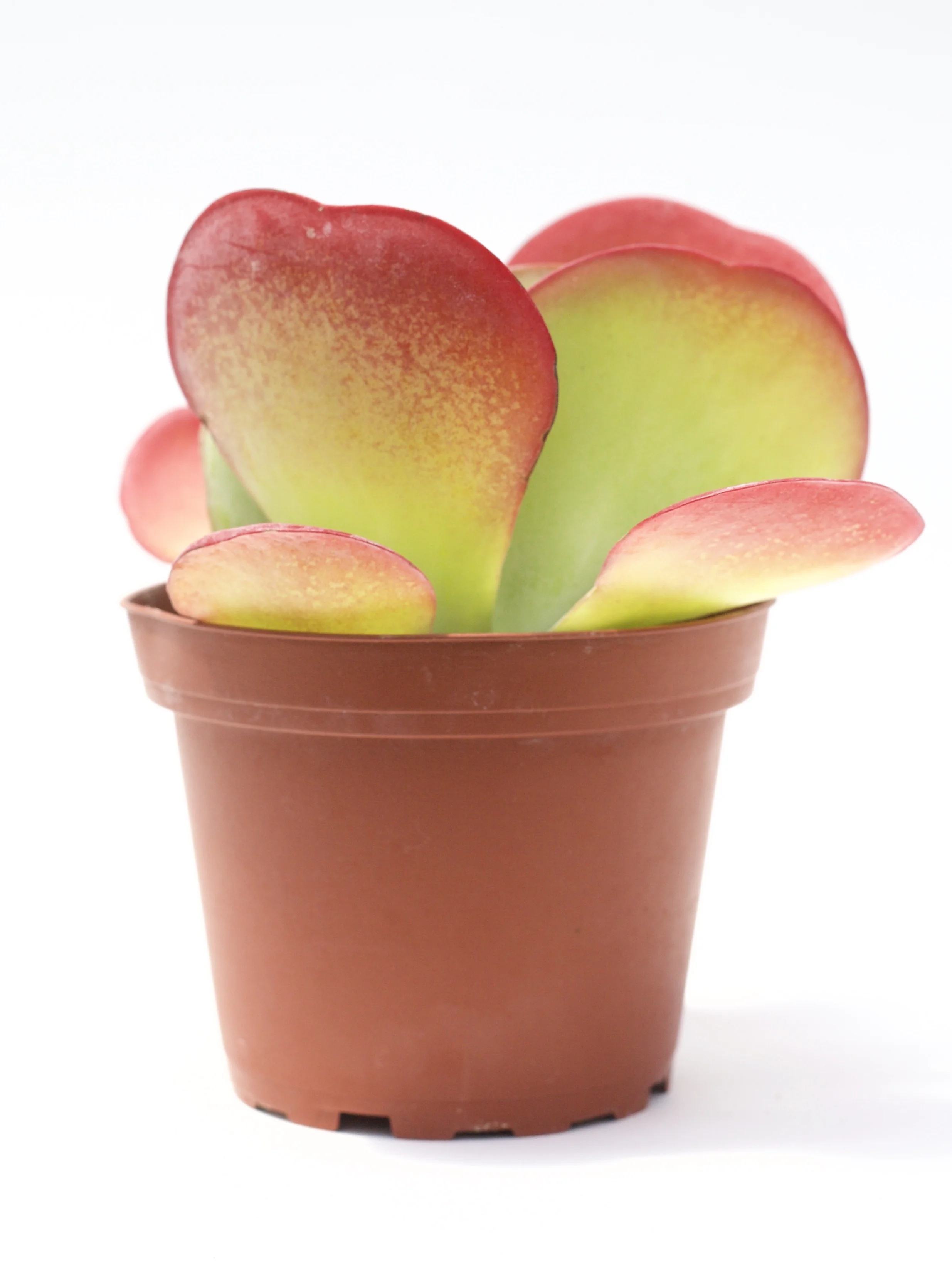 Kalanchoe Luciae 'Flapjacks'