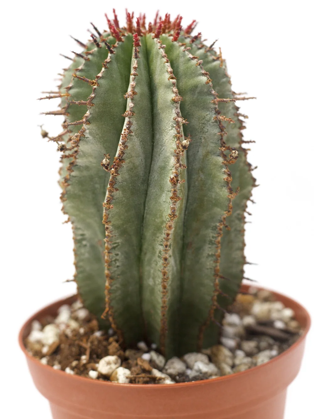 Euphorbia Horrida
