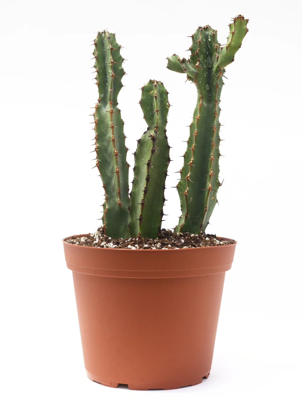 Euphorbia Excelsa