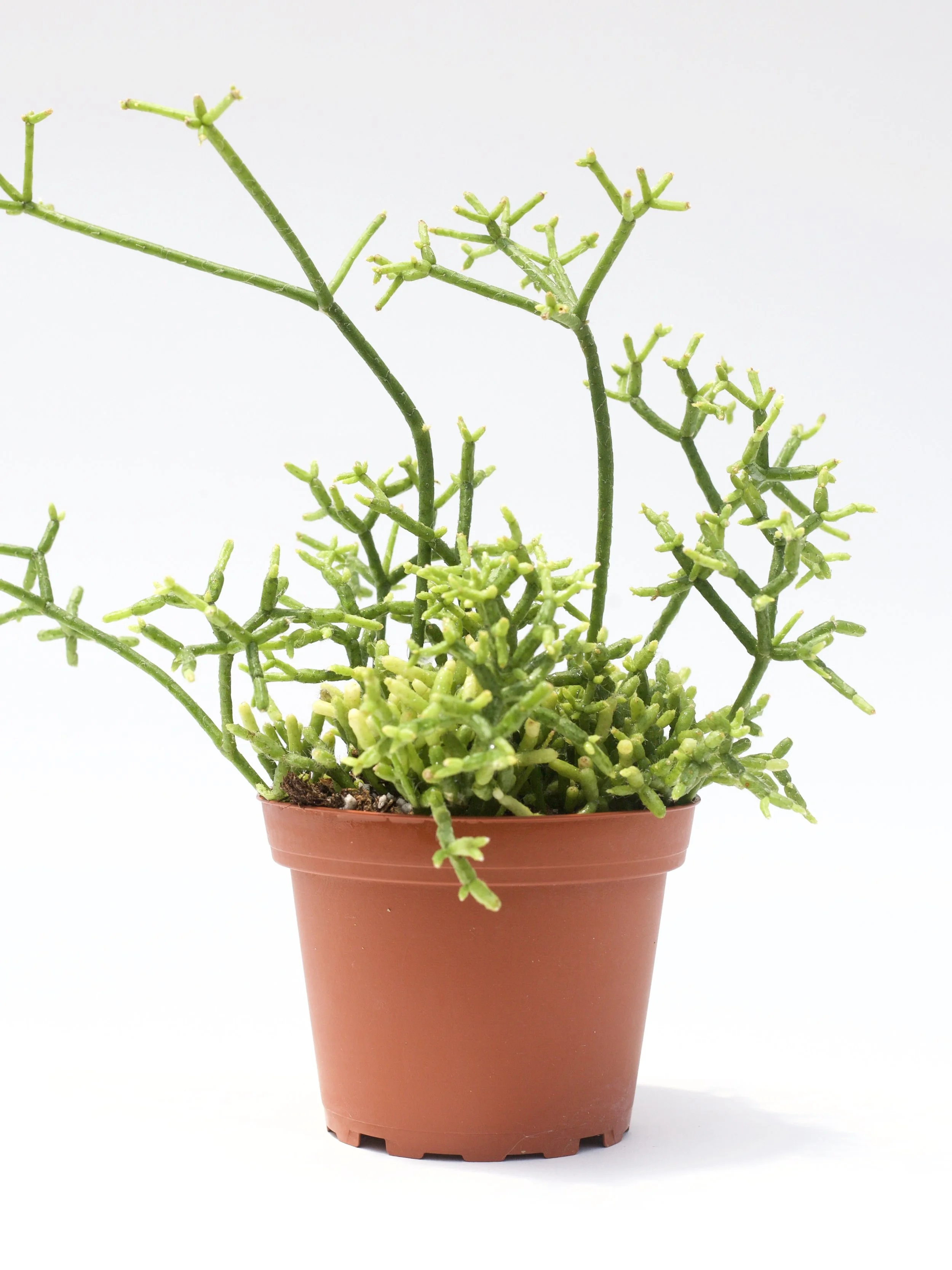 Rhipsalis Cereuscula 'Coral Cactus'