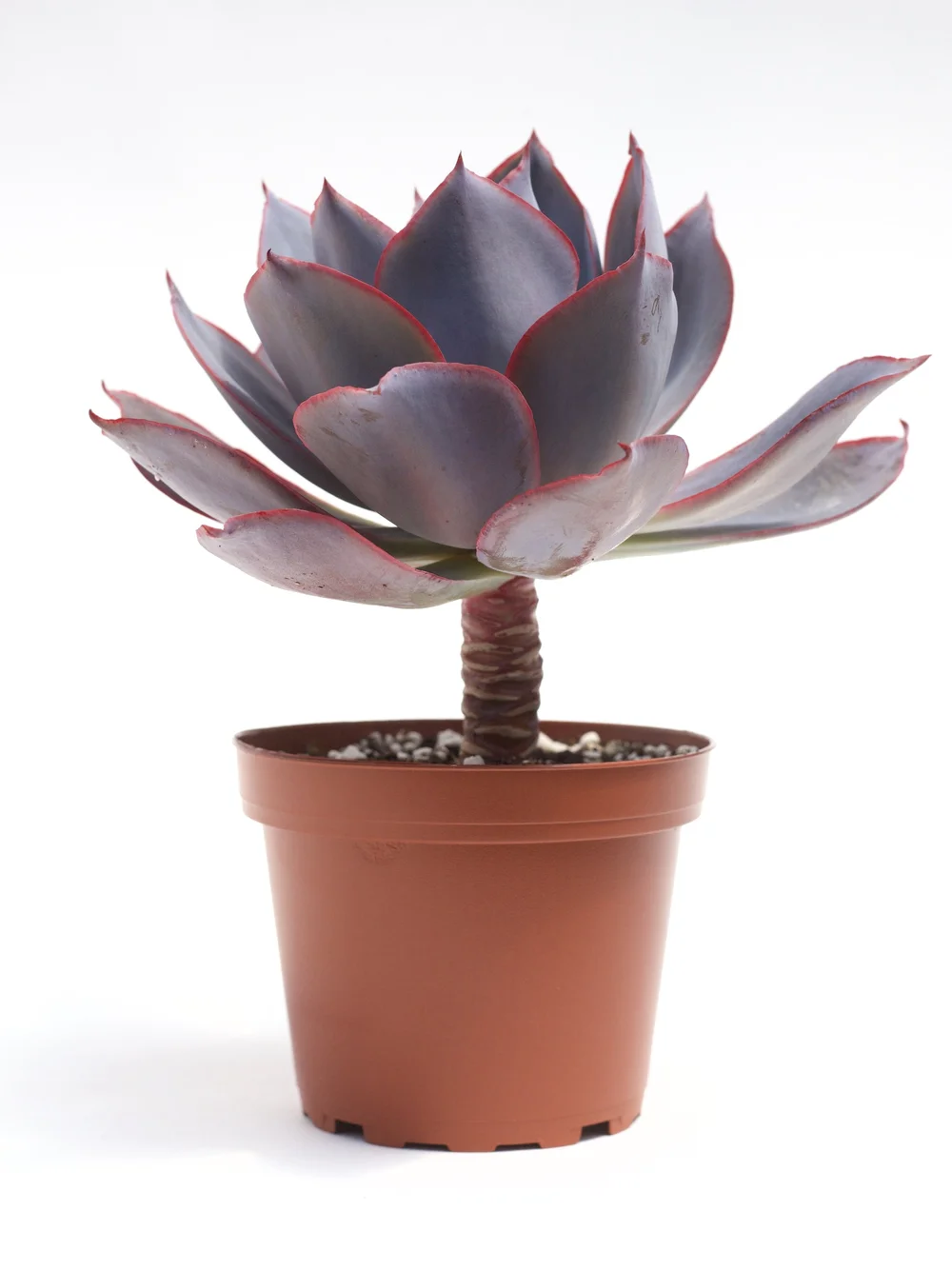 Echeveria 'Afterglow', image size:1000x1334