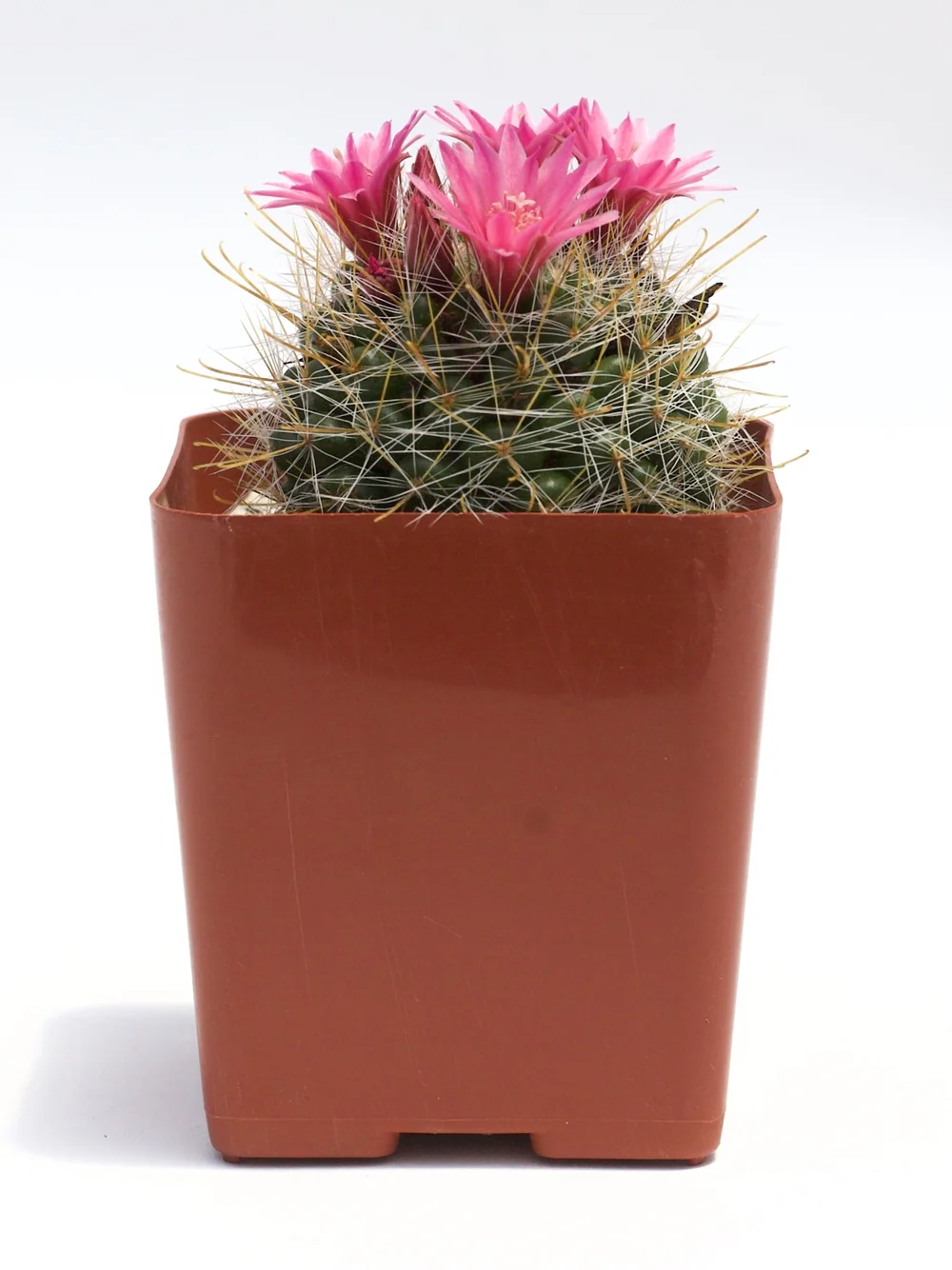 Mammillaria Bocasana