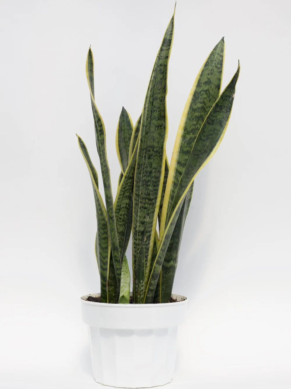 Sansevieria Trifasciata Laurentii Snake Plant