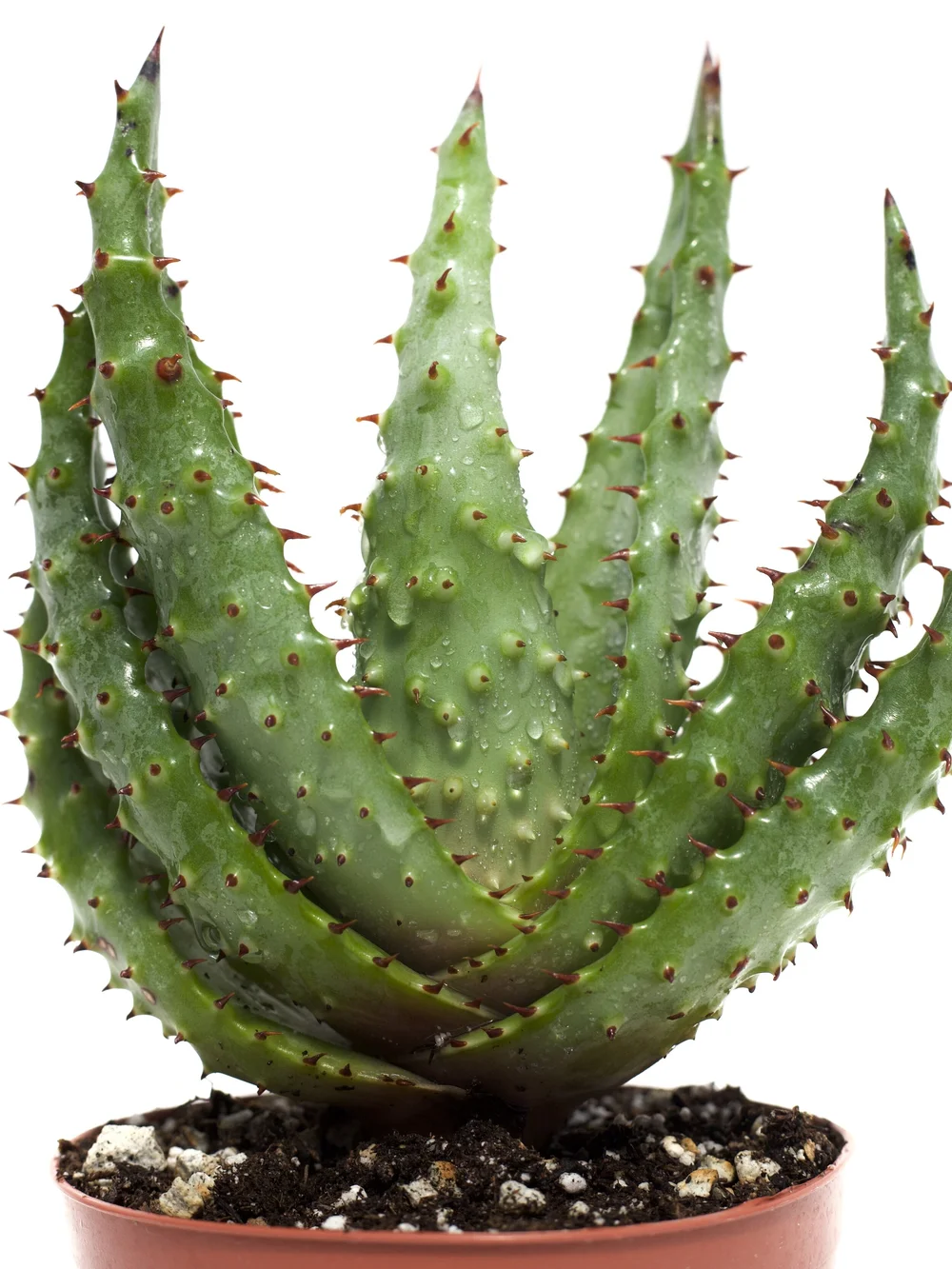 Aloe Marlothii 'Mountain Aloe'