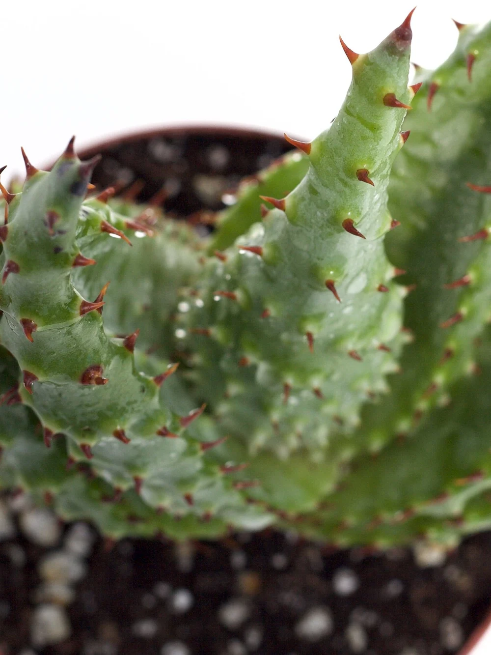 Aloe Marlothii 'Mountain Aloe'