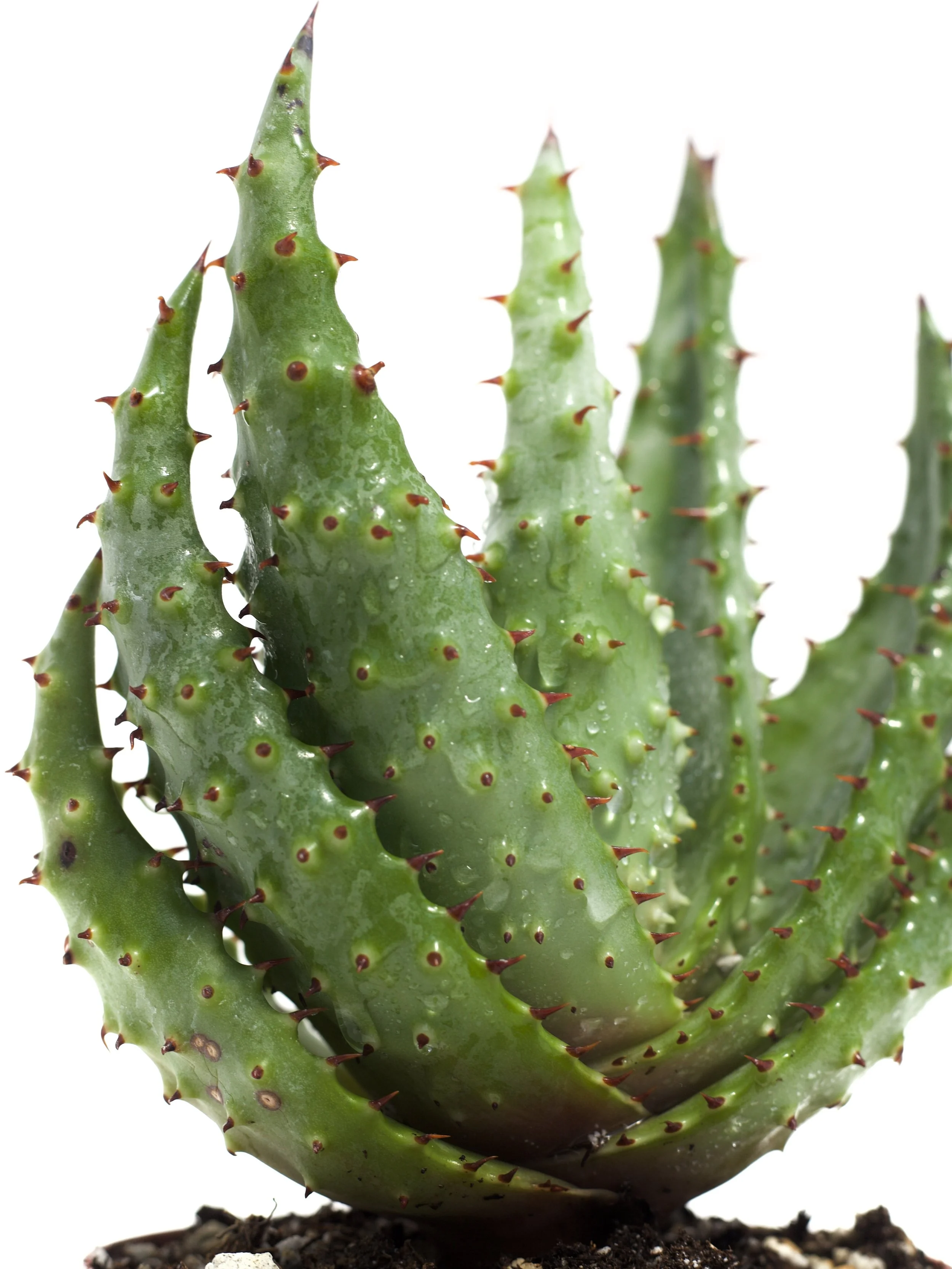 Aloe Marlothii 'Mountain Aloe'