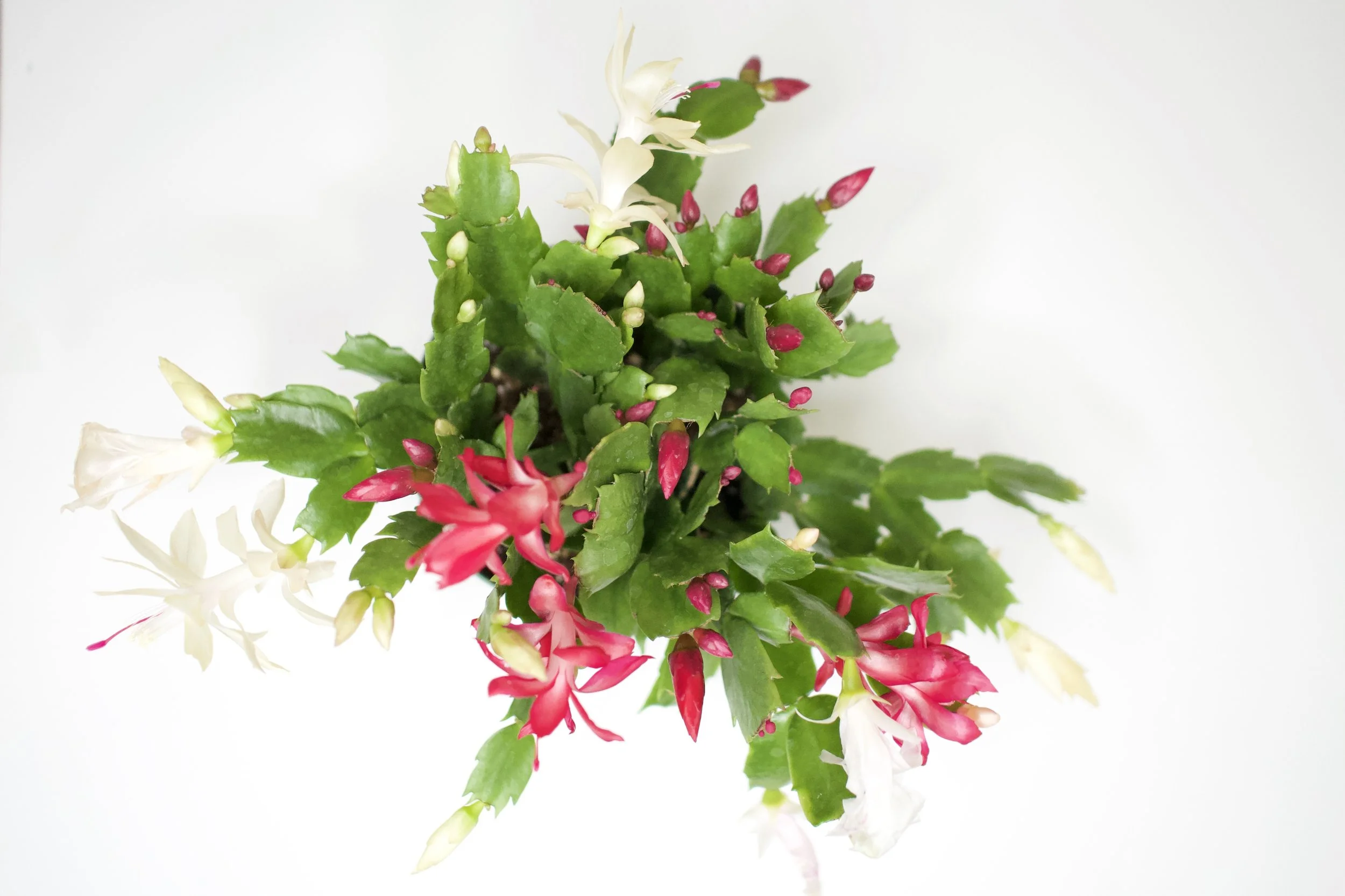 Schlumbergera 'Christmas Cactus'