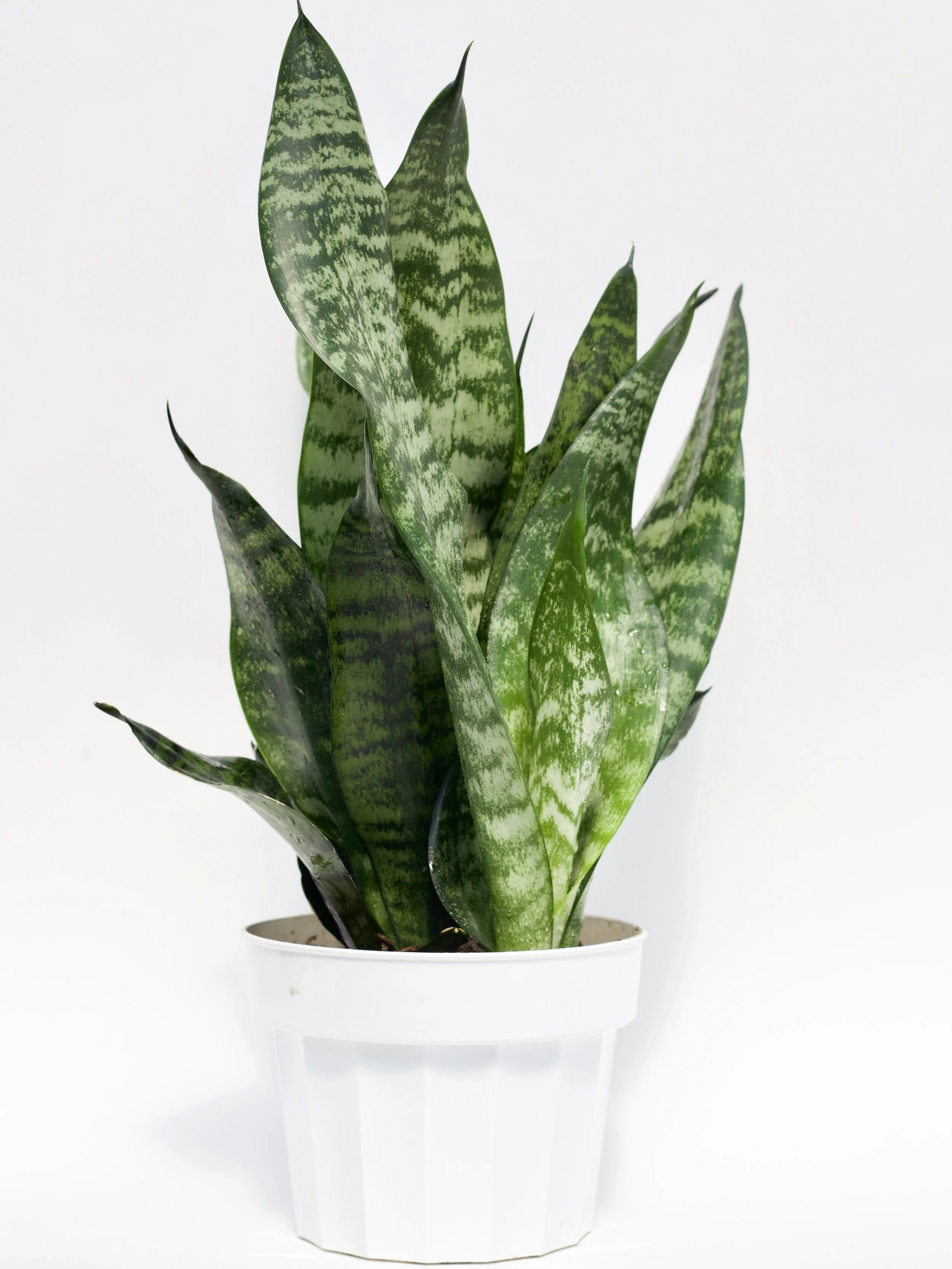 Sansevieria Trifasciata 'Futura Robusta'