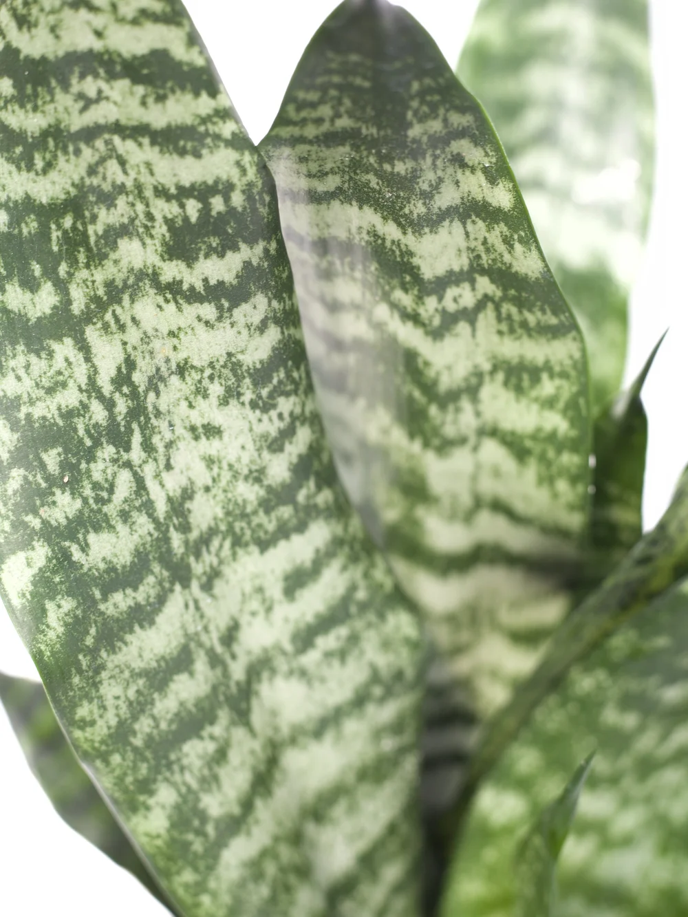 Sansevieria Trifasciata 'Futura Robusta'