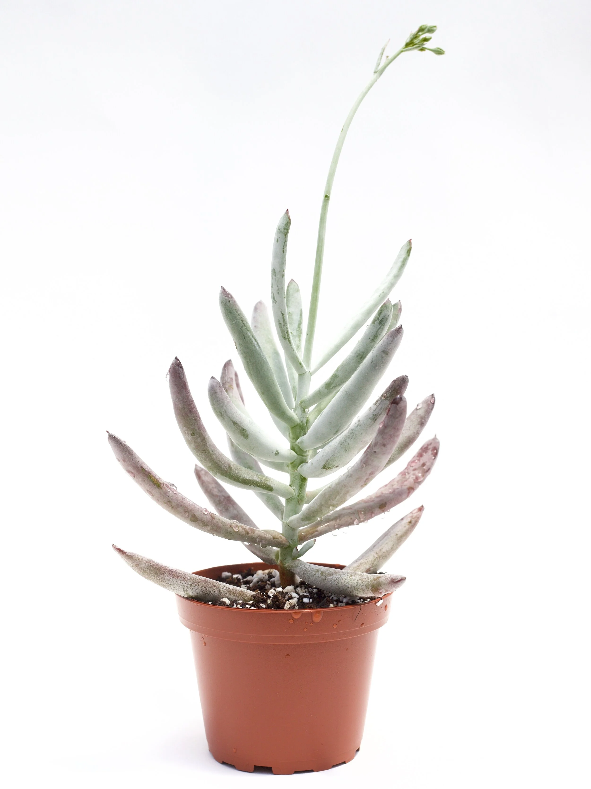 Cotyledon Orbiculata Flanaganii