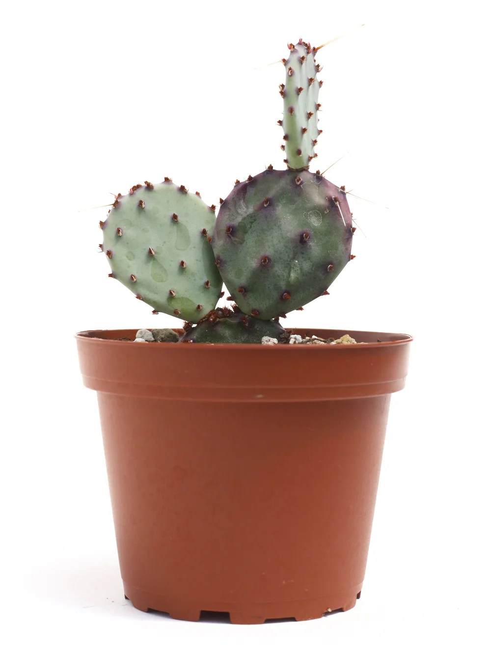 サボテン Opuntia gosseliniana var. santarita Opuntia Gosseliniana 'Santa-Rita'