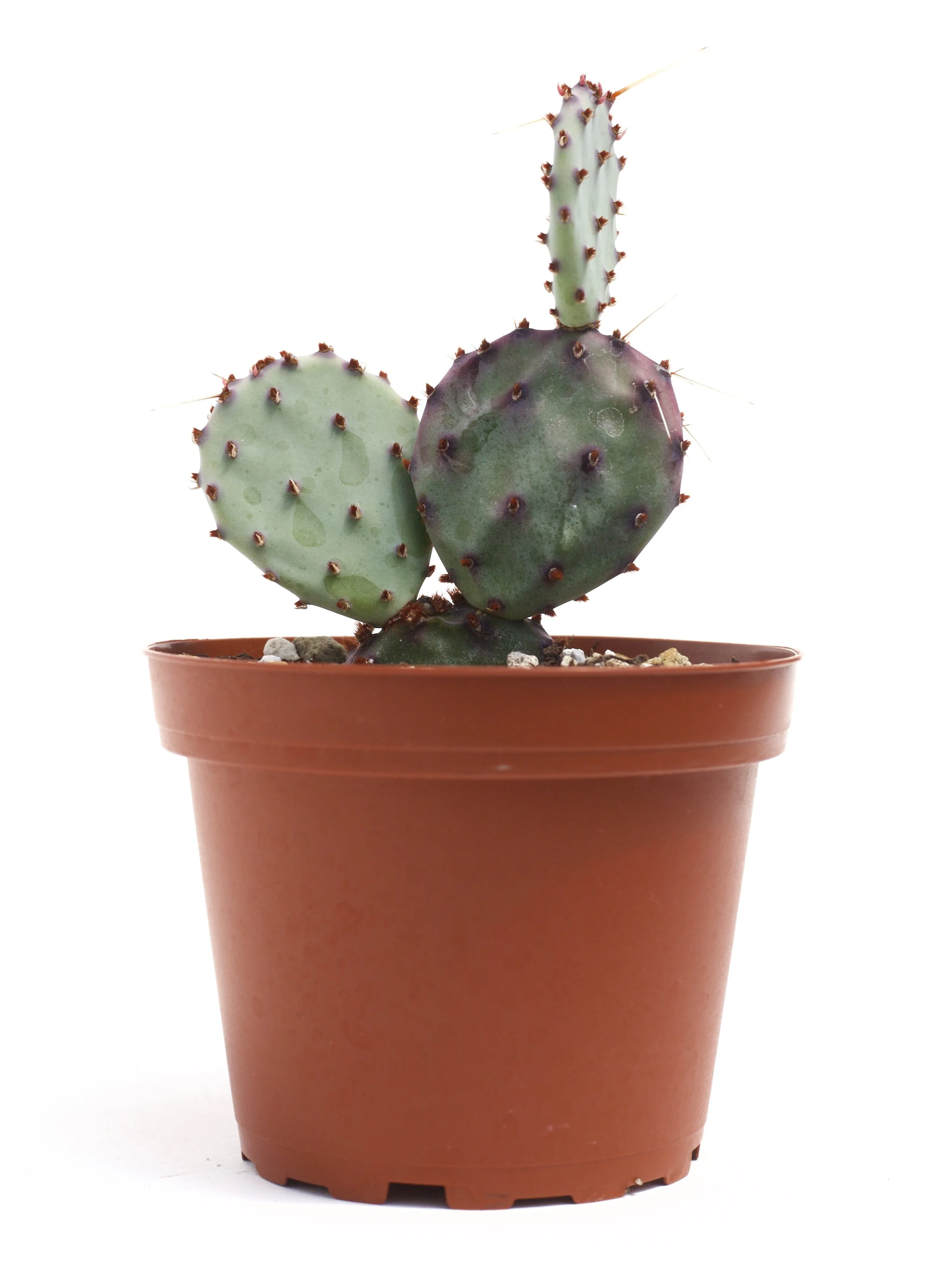 Opuntia Gosseliniana 'Santa-Rita'