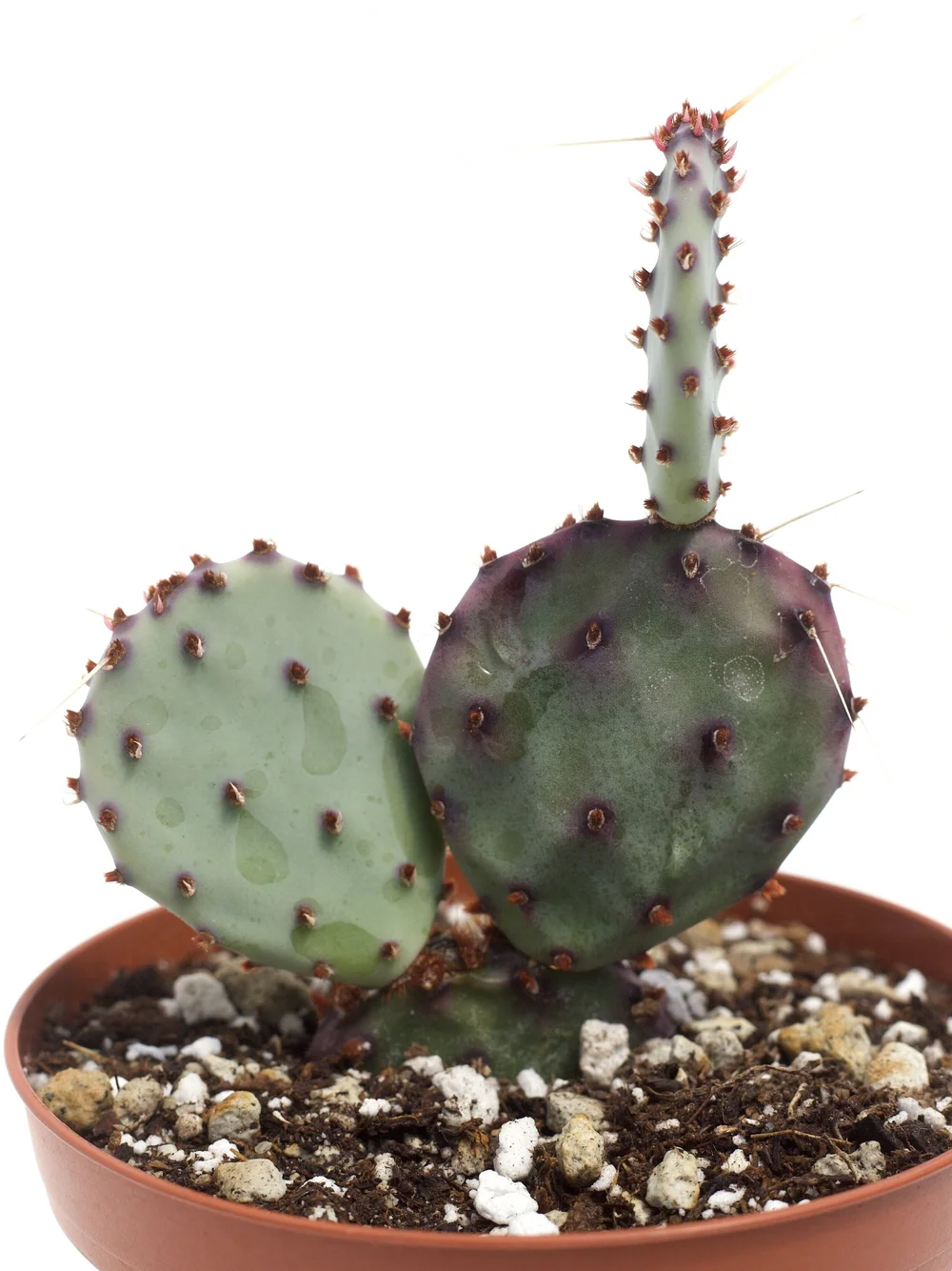 Opuntia Gosseliniana 'Santa-Rita'