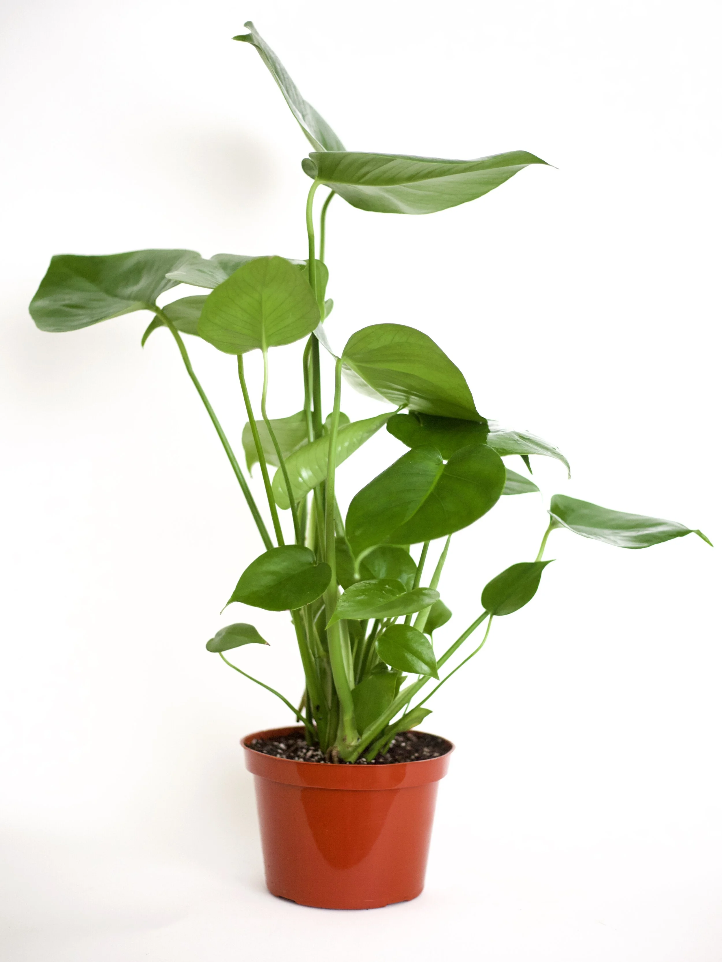 Philodendron 'Monstera Deliciosa'