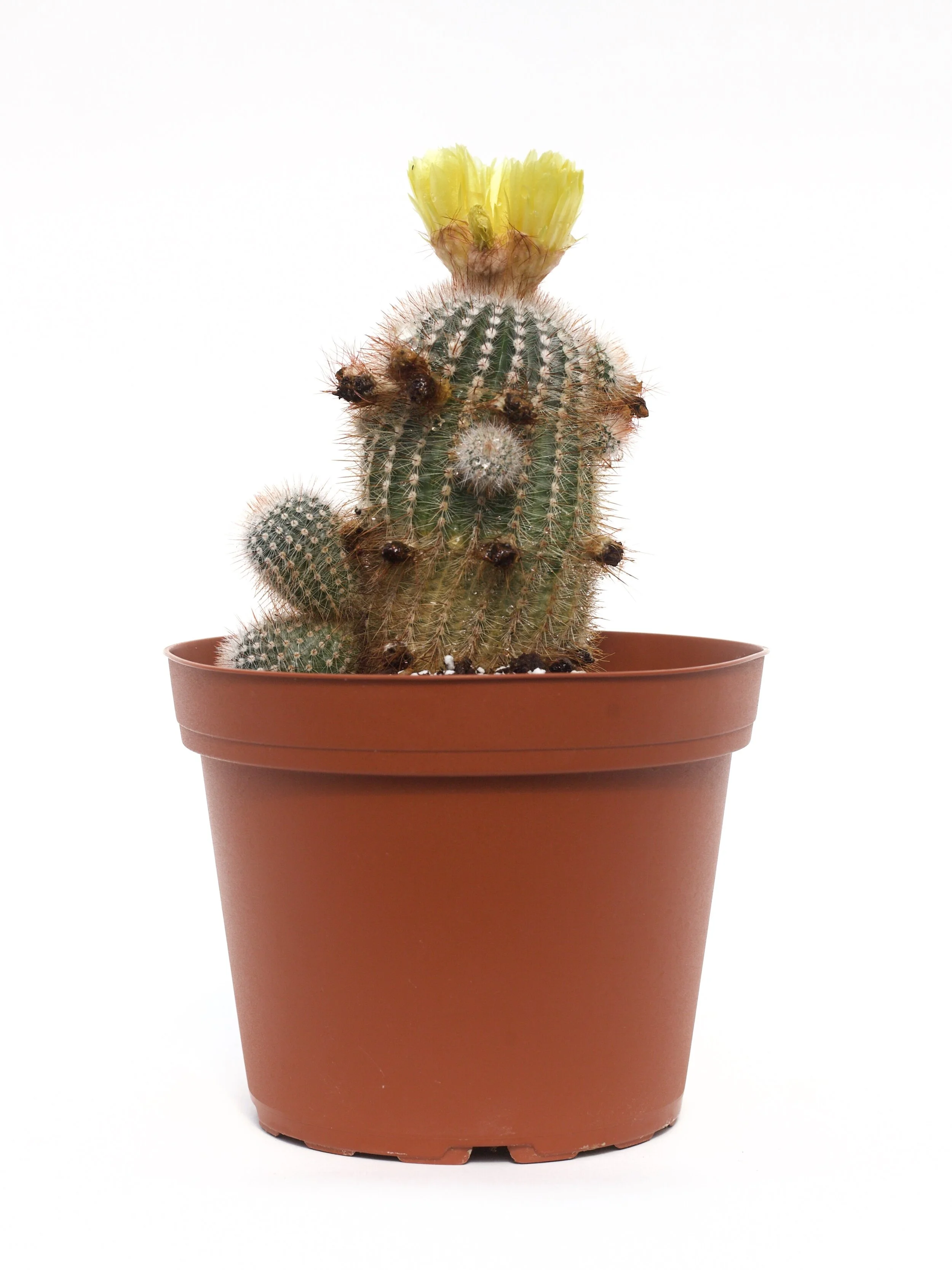 Notocactus Scopa 'Silver Ball Cactus'