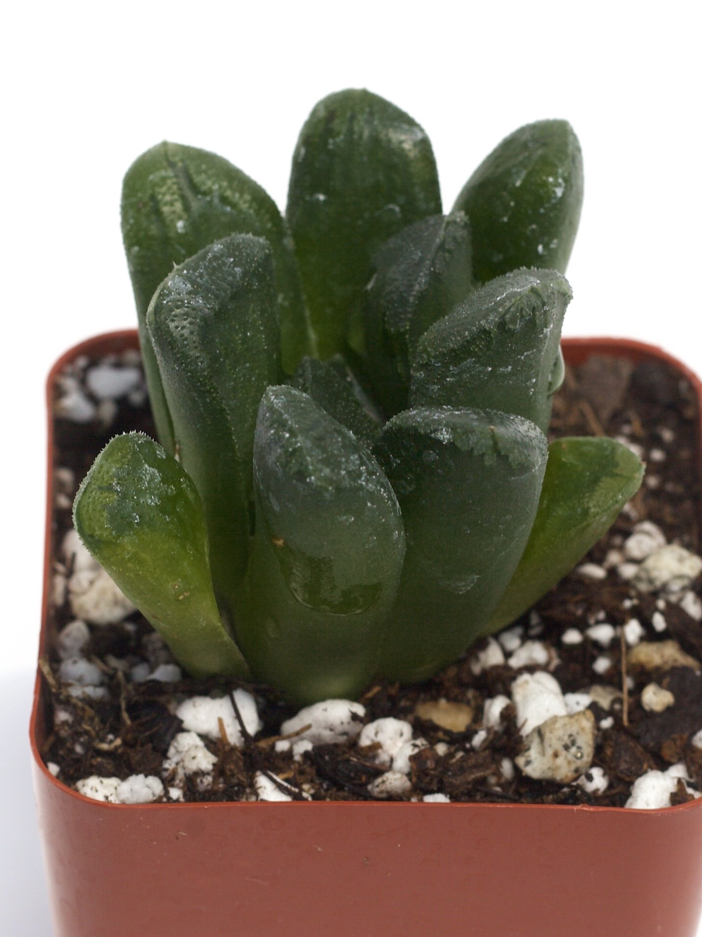 Haworthia Truncata 'Araiso' Rare Succulent Plant Size Around 1.5-2" 
