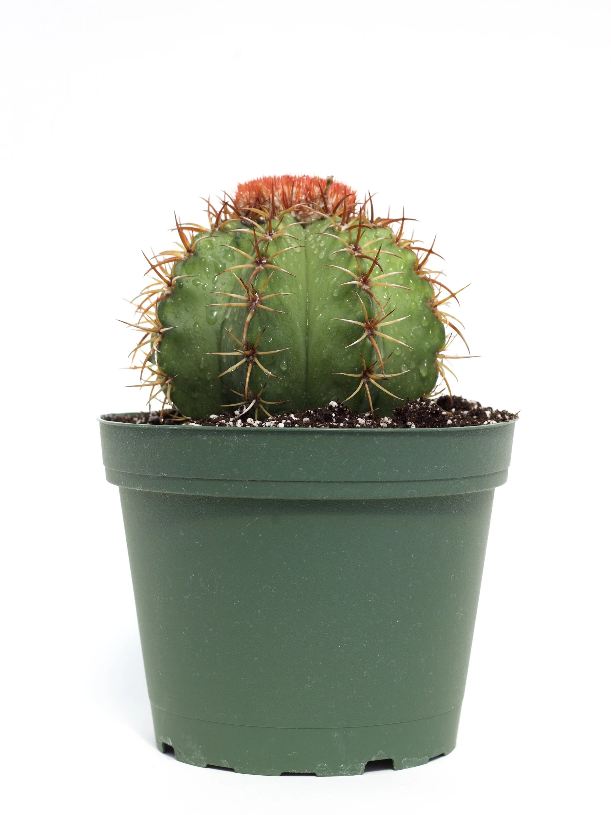 Melocactus Matanzanus 