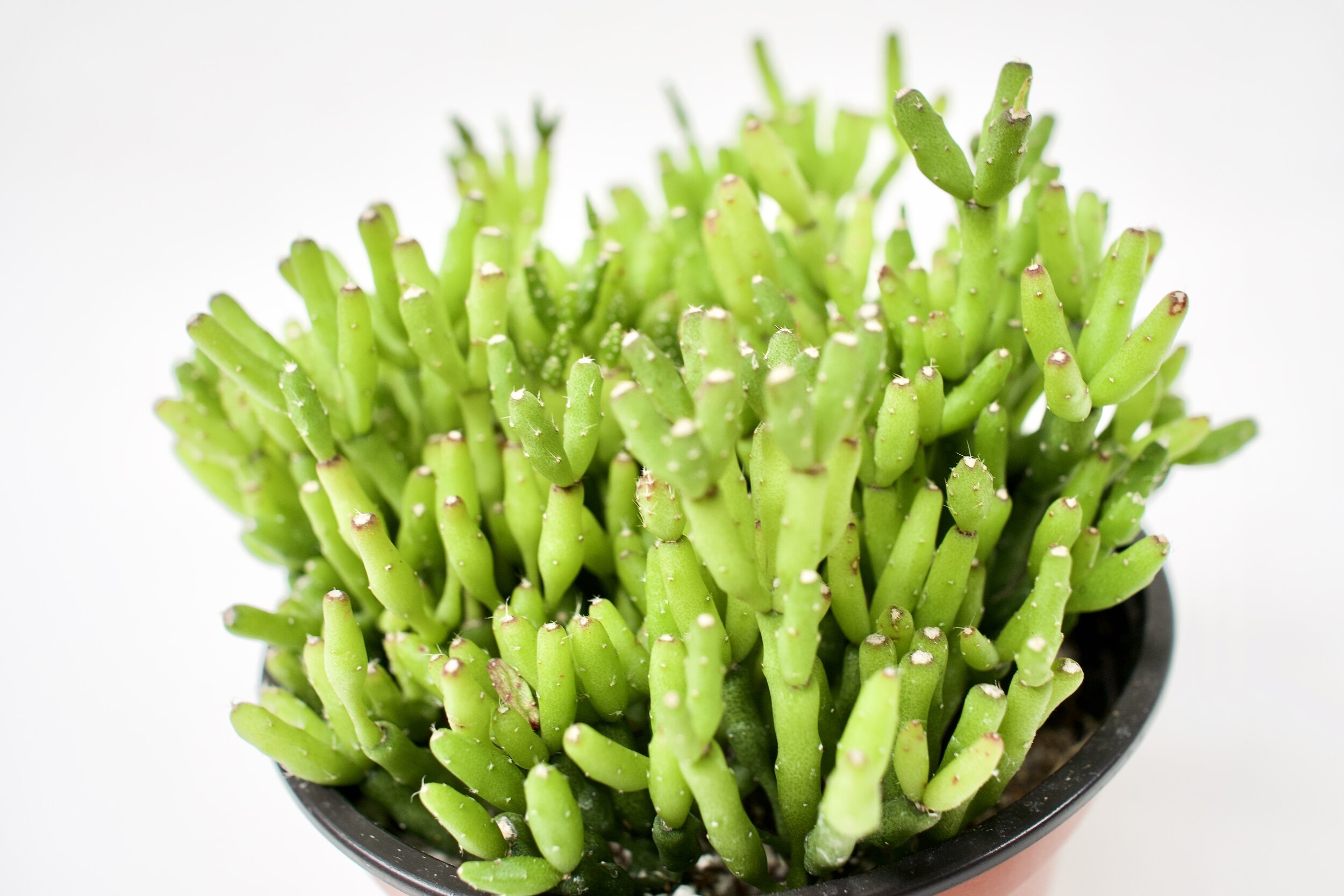 Hatiora Salicornioides 'Dancing Bones'