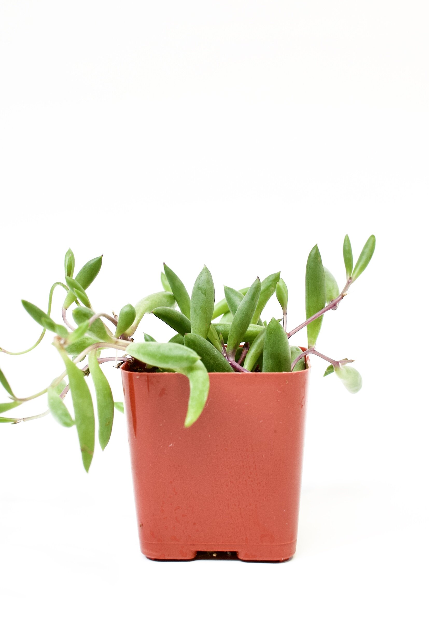 Othonna Capensis 'Ruby Necklace'