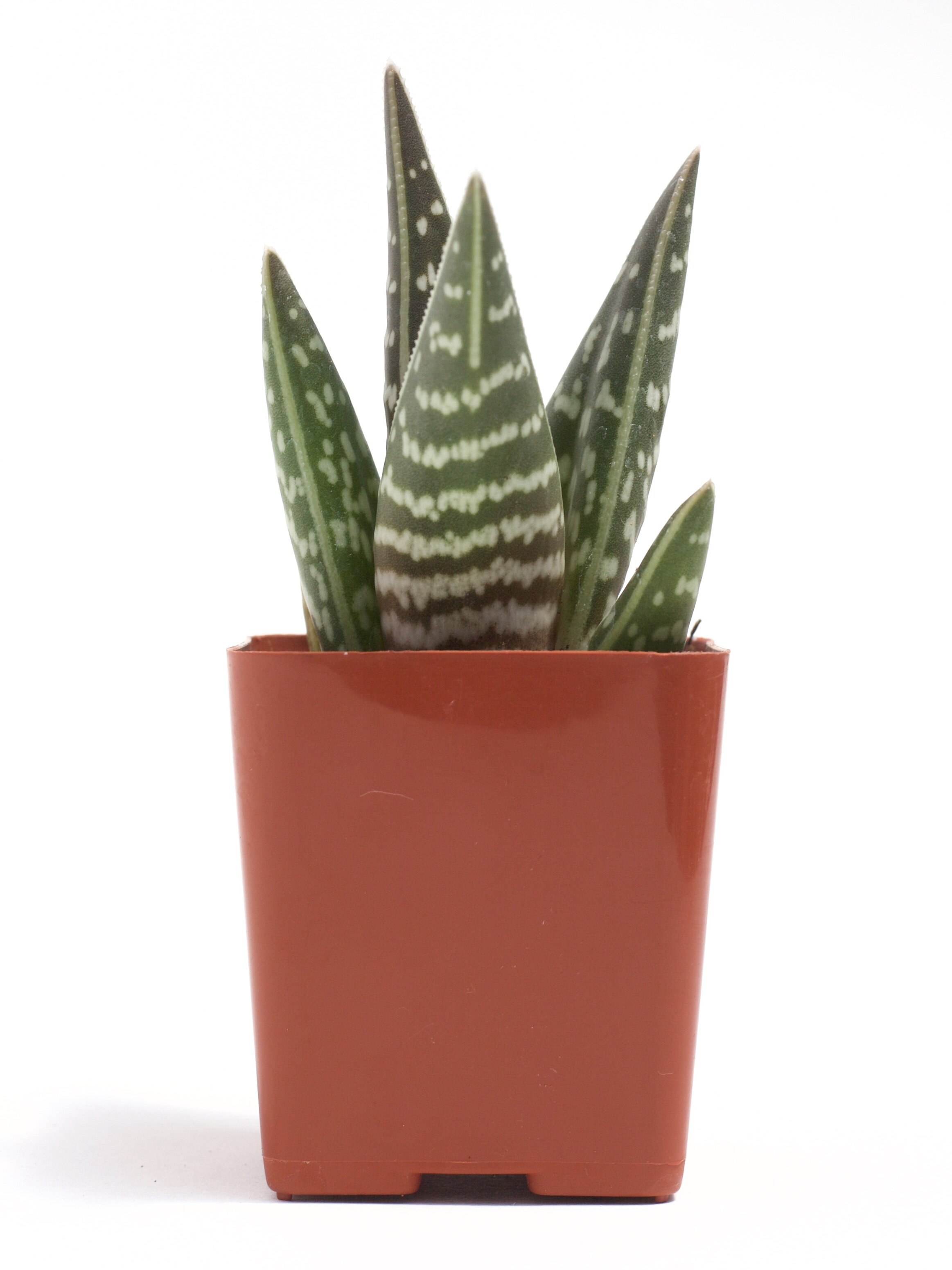 Aloe Variegata 'Tiger Aloe'