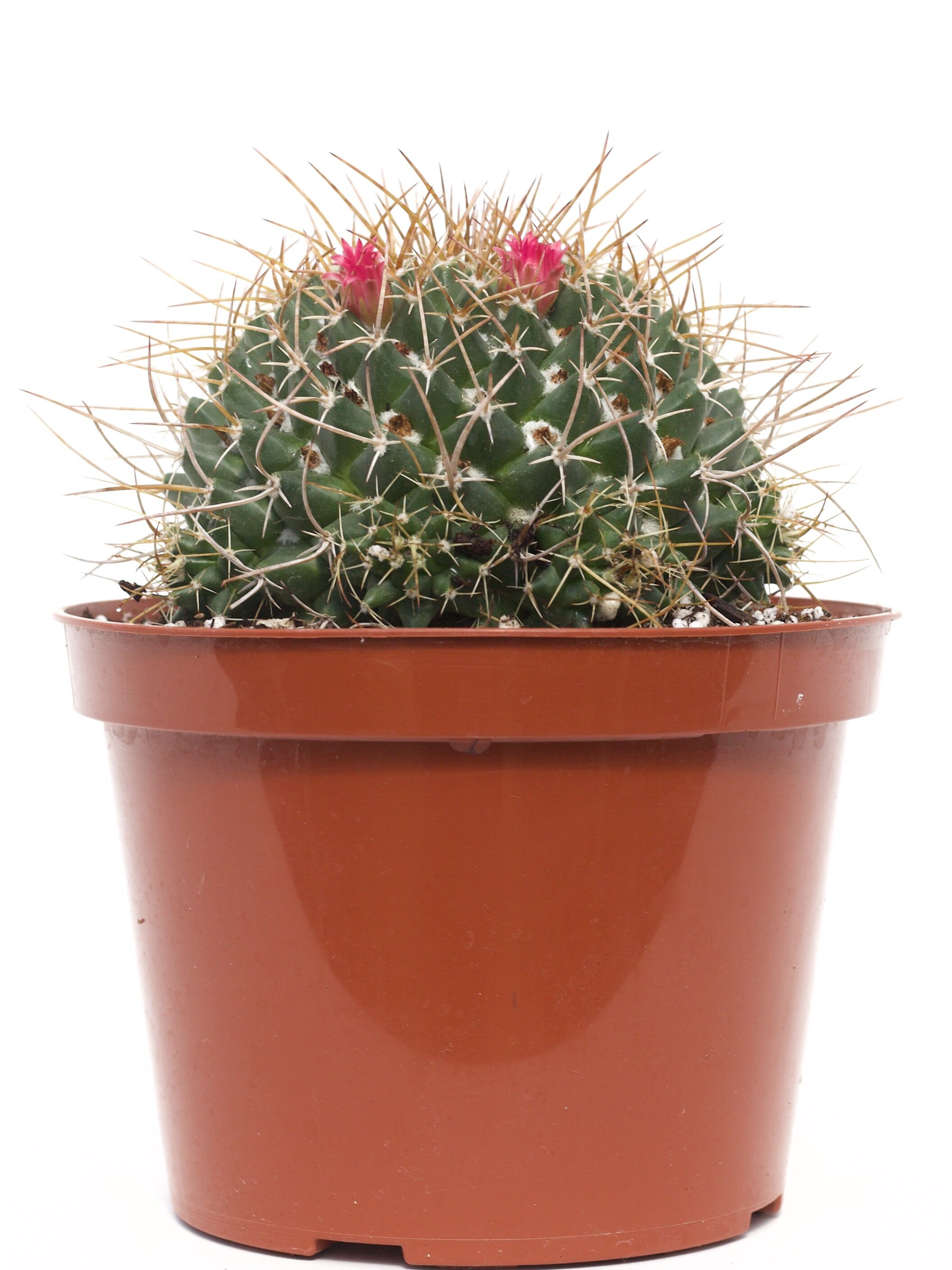Mammillaria Scrippsiana