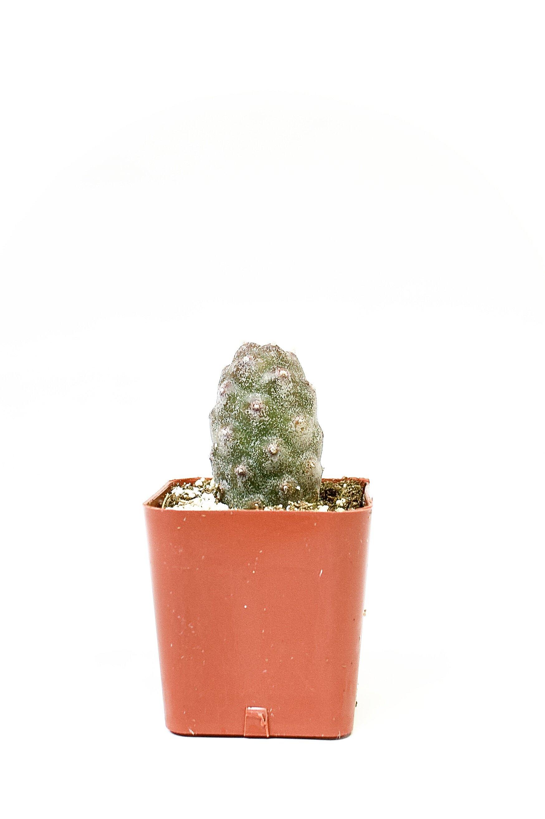 Tephrocactus Articulatus Inermis