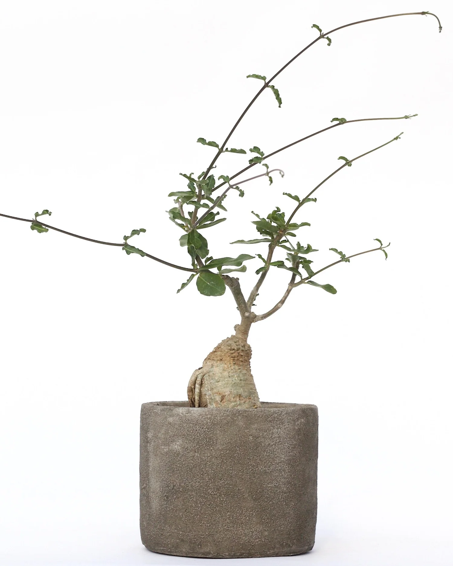 Fockea Edulis