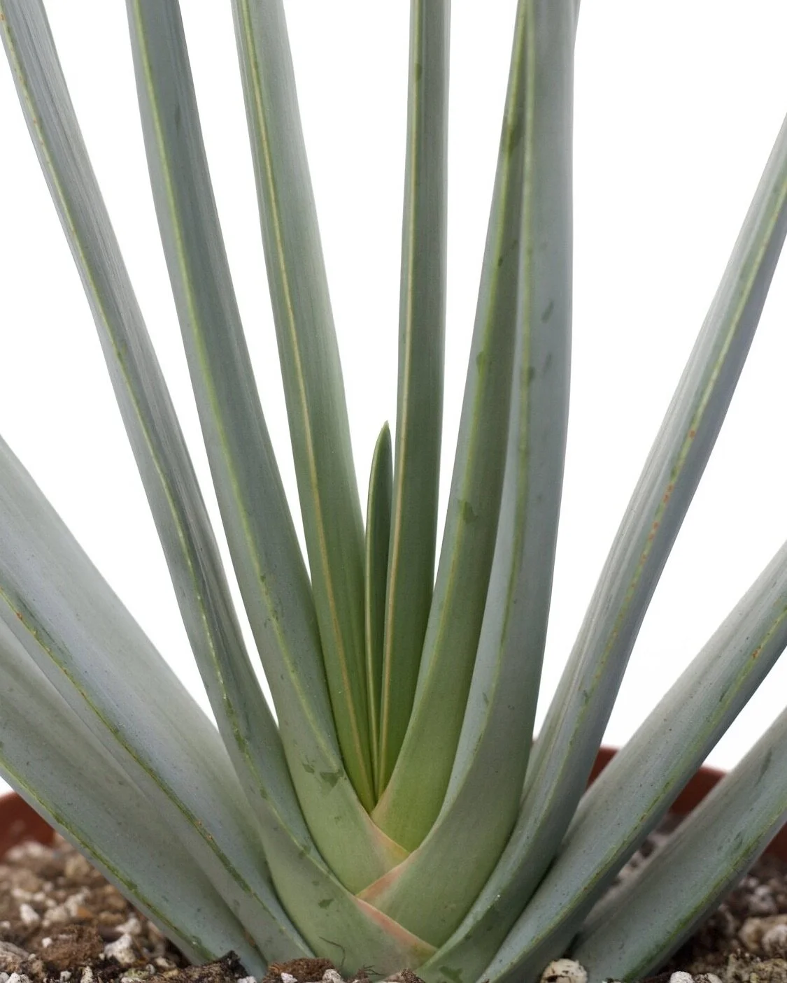 Semi Per Vaso Da Fiori Semi Di Aloe Plicatilis (Fan Aloe) - 5 Semi - Foto 7