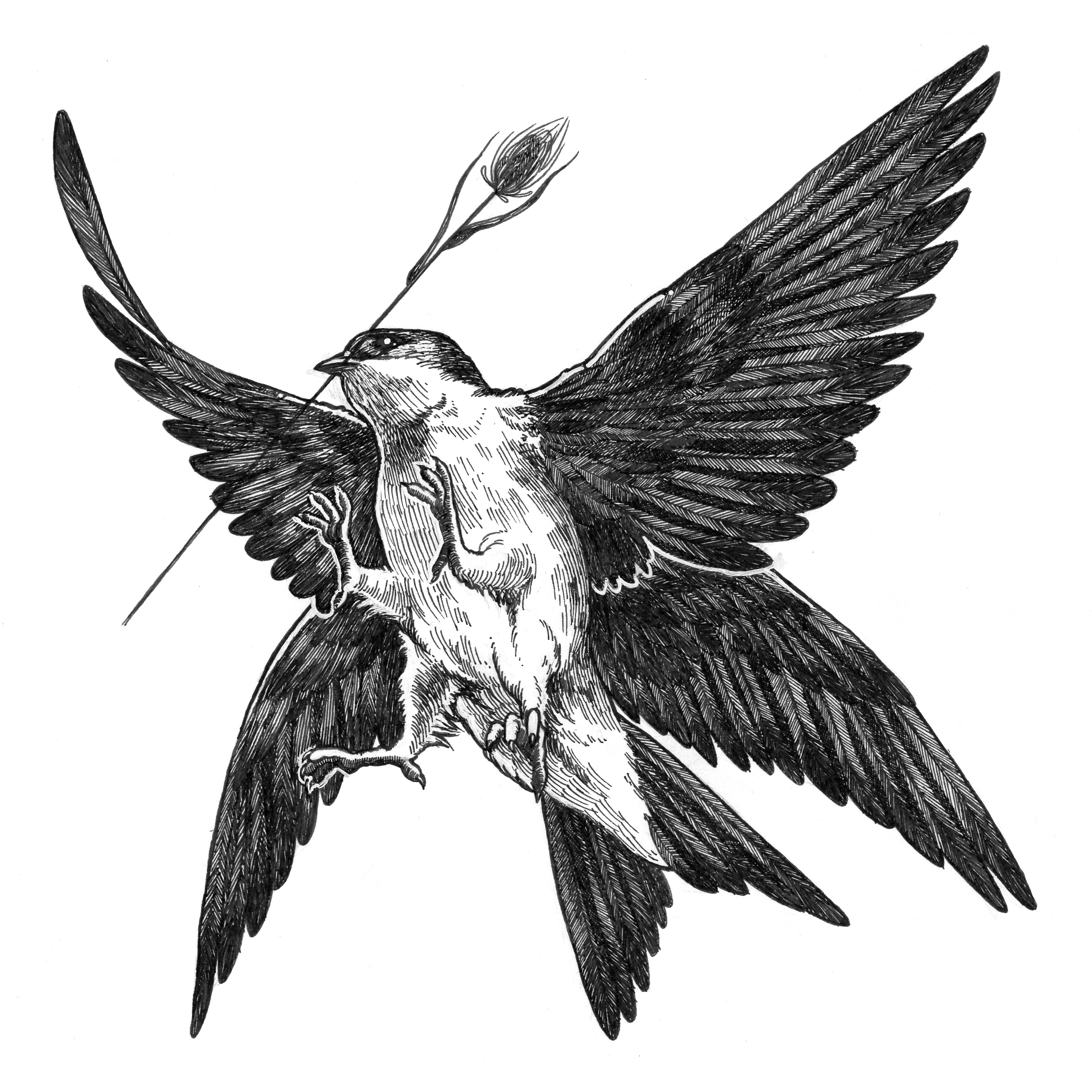 HouseMartin.png