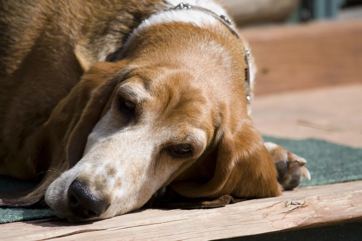 Bassett.jpg