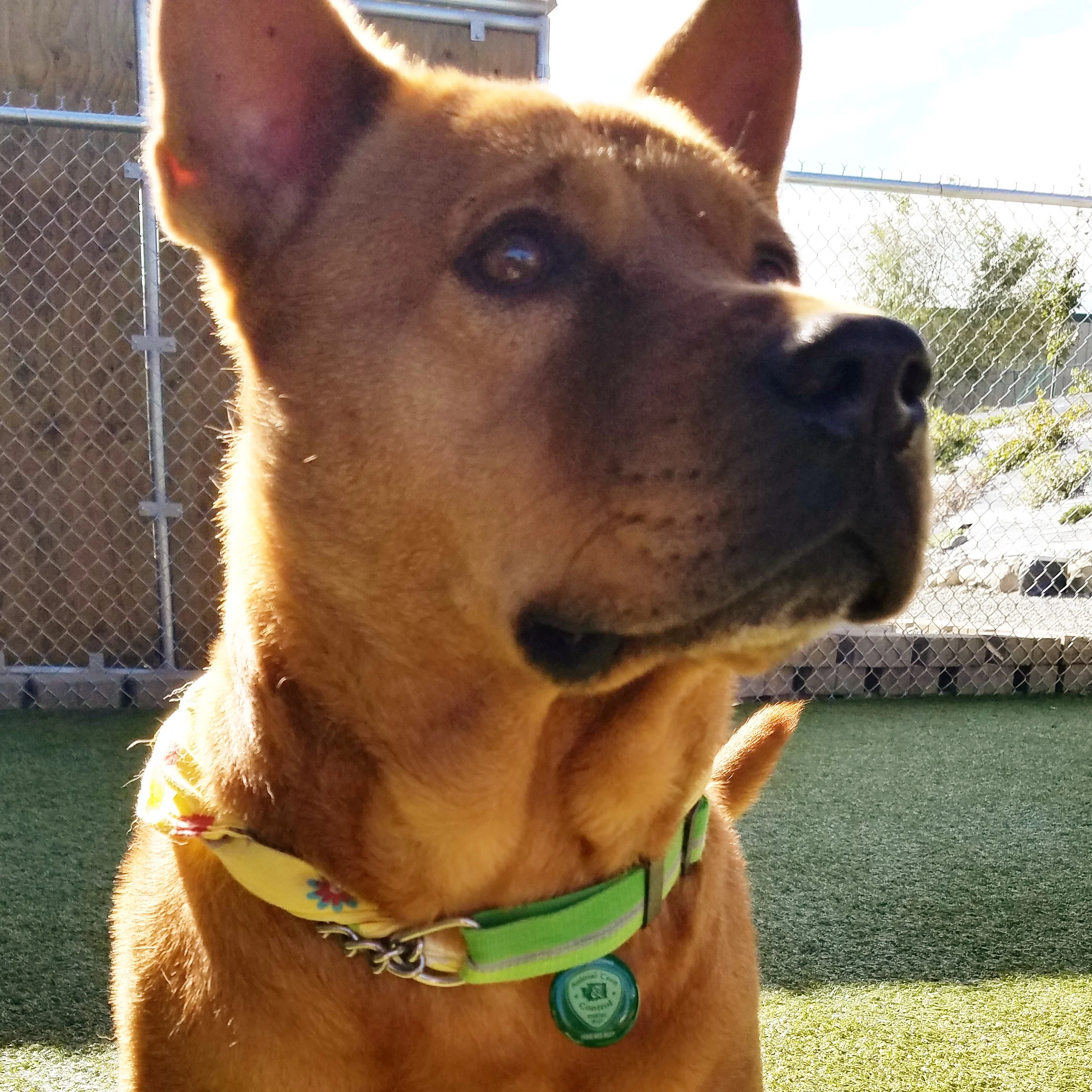 dog_with_wenatchee_valley_pet_license.jpg