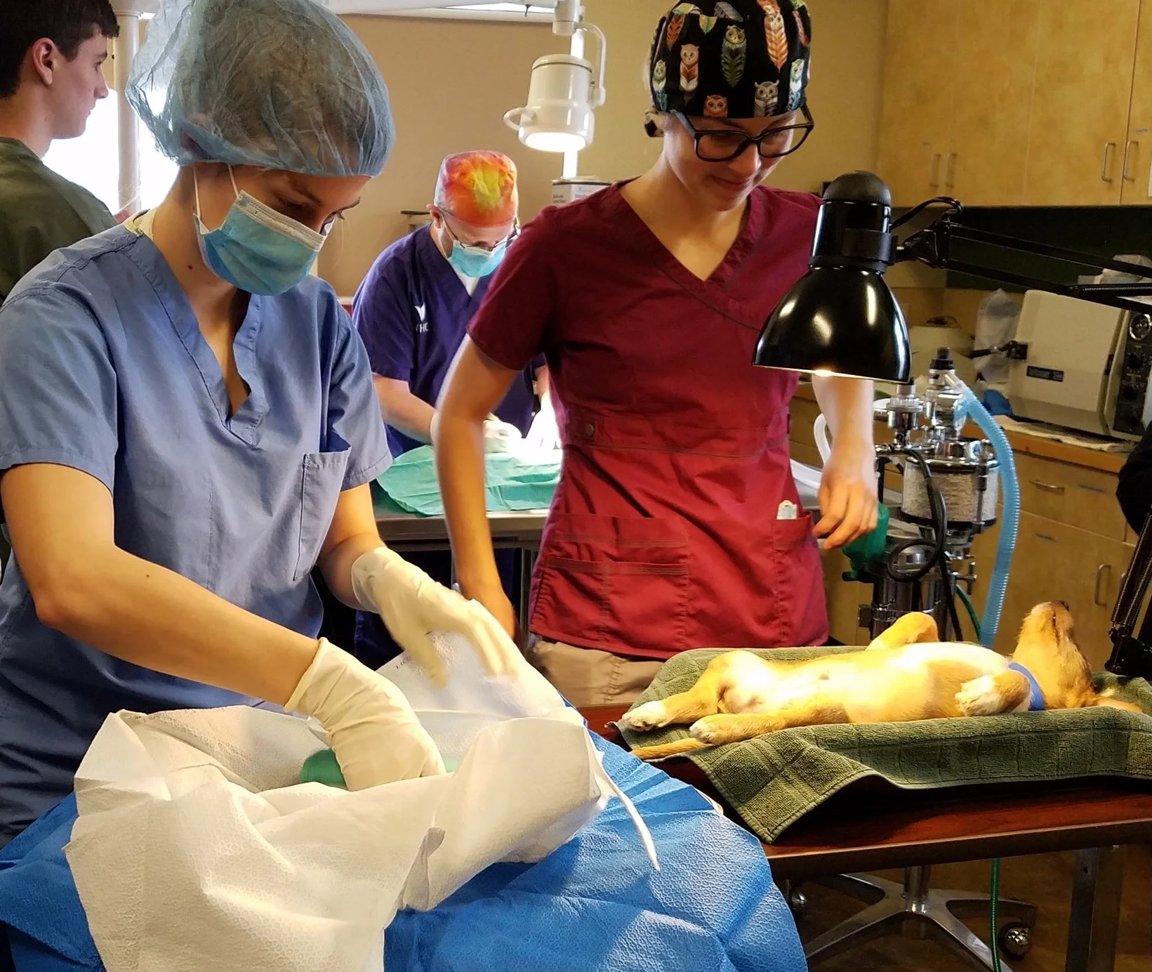 WSU-Vet-student-preps-pup-for-alteration.jpg