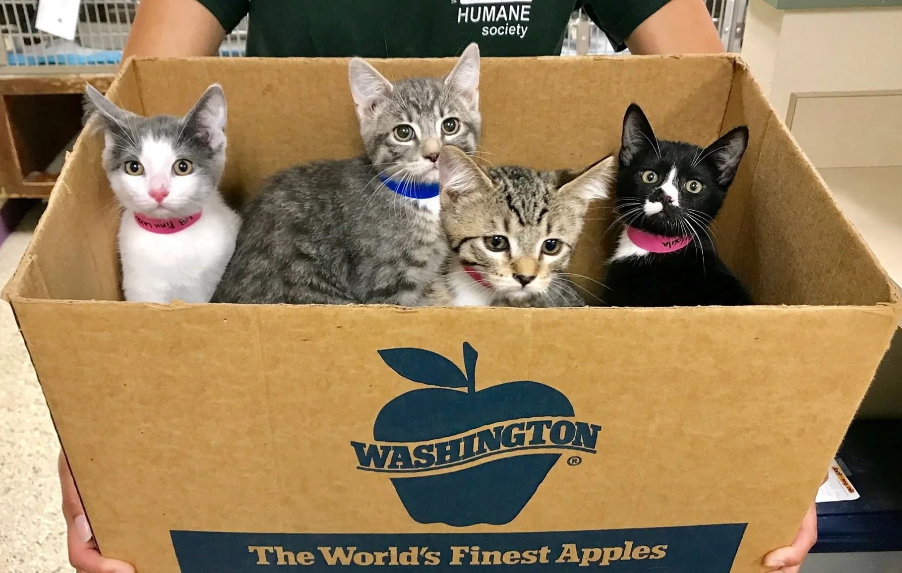 kittens-brought-to-shelter-in-applebox.jpg