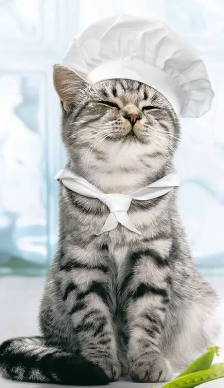 cat-chef.jpg