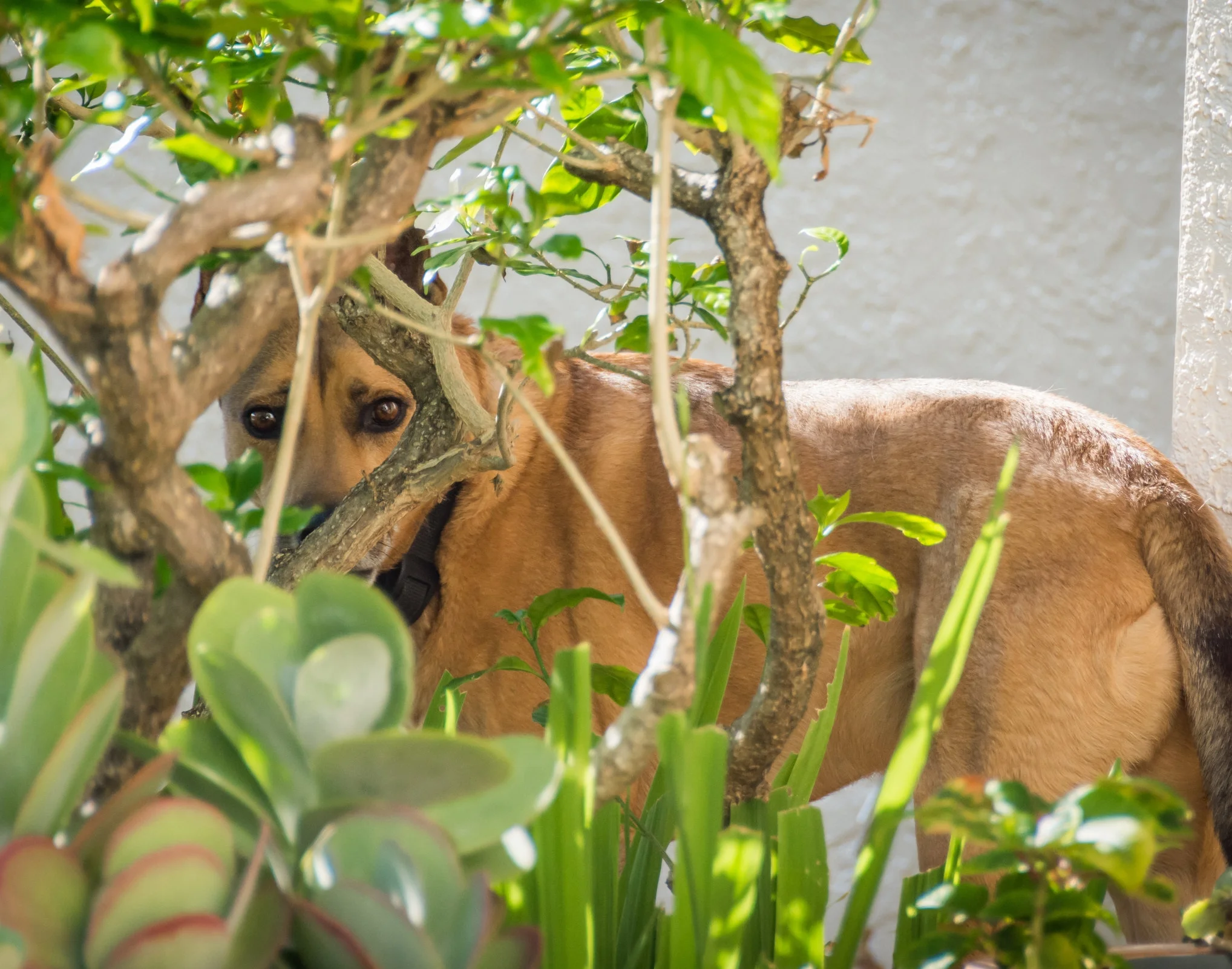 hiding_dog.jpg